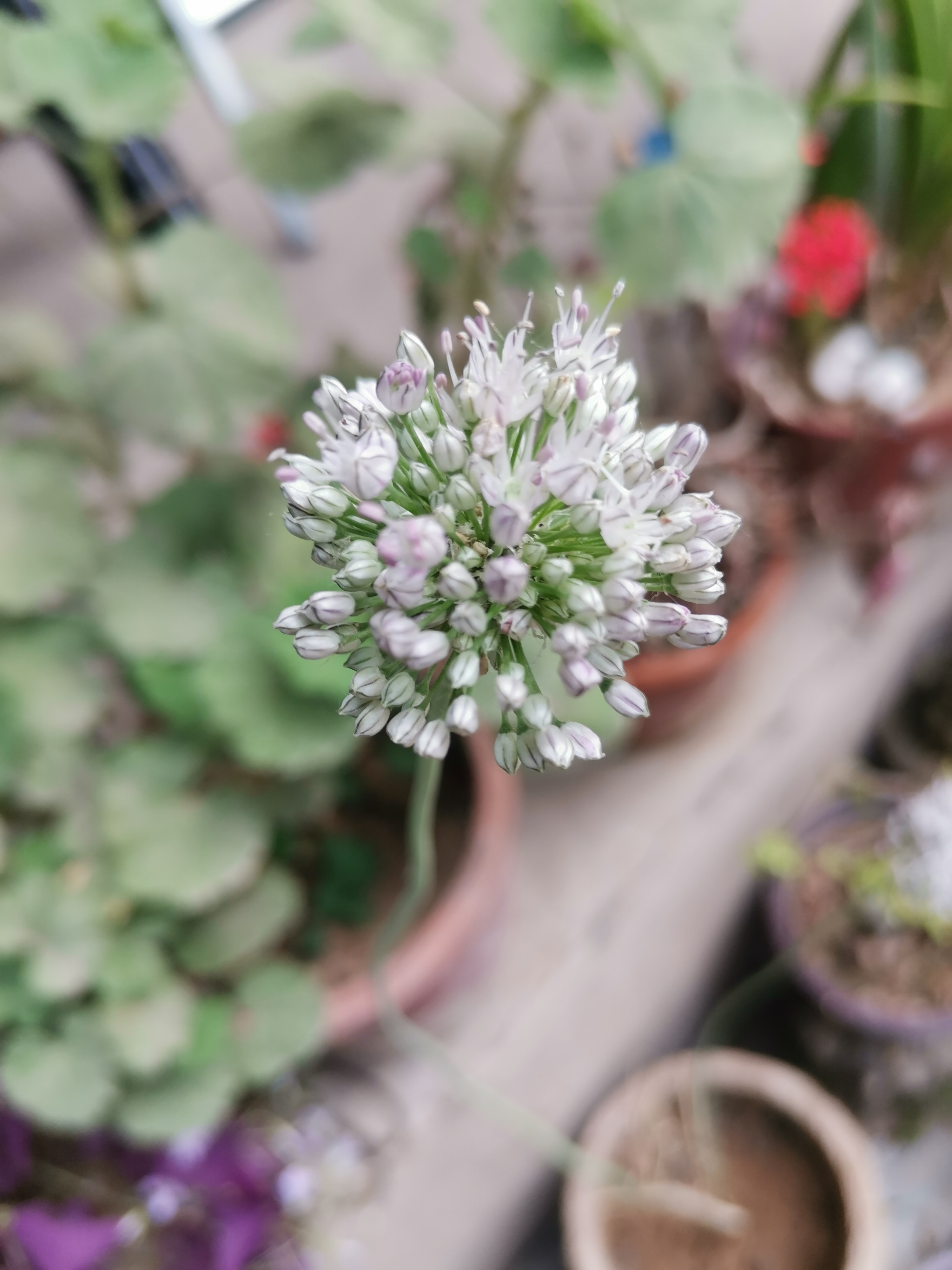 花,我挖了点儿吃,剩下两颗栽到了花盆里,过了一段时间它开花了[挤眼]