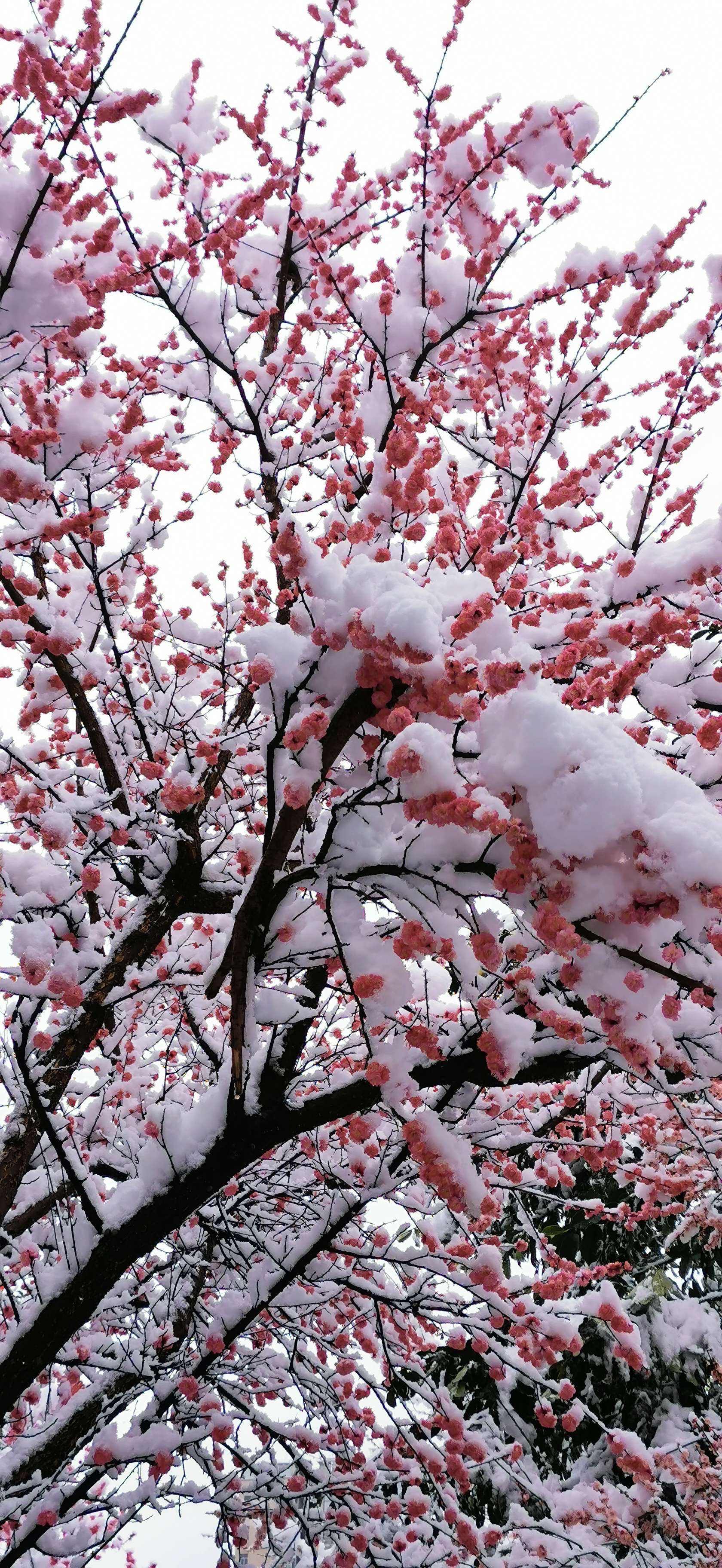 雪花飘飘 一剪寒梅图片