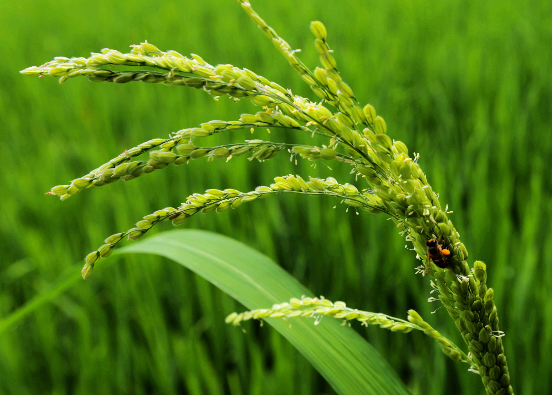 中国对联# #每日一联#  上联:风吹稻花香两岸, 下联:水浇麦子好多畦.