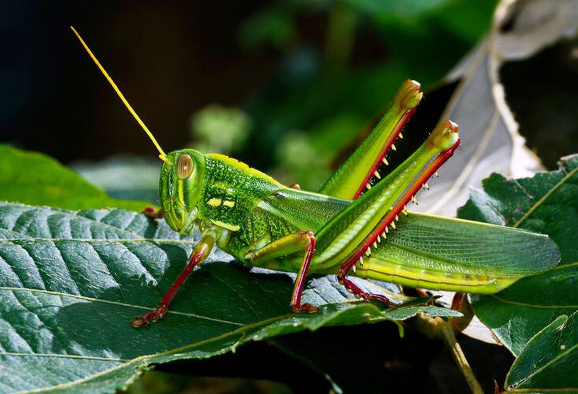 中国对联# #每日一联#  釜底抽薪全力拼, 螽斯振羽向前冲.