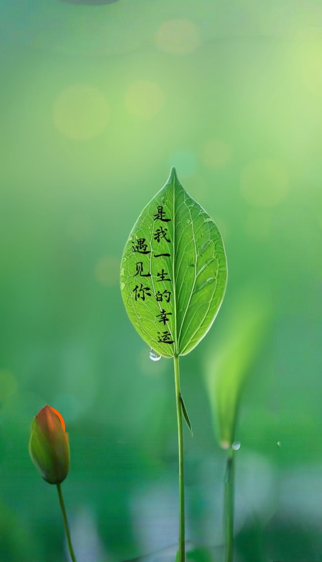 日子分为两种想你和想见你热点引擎计划