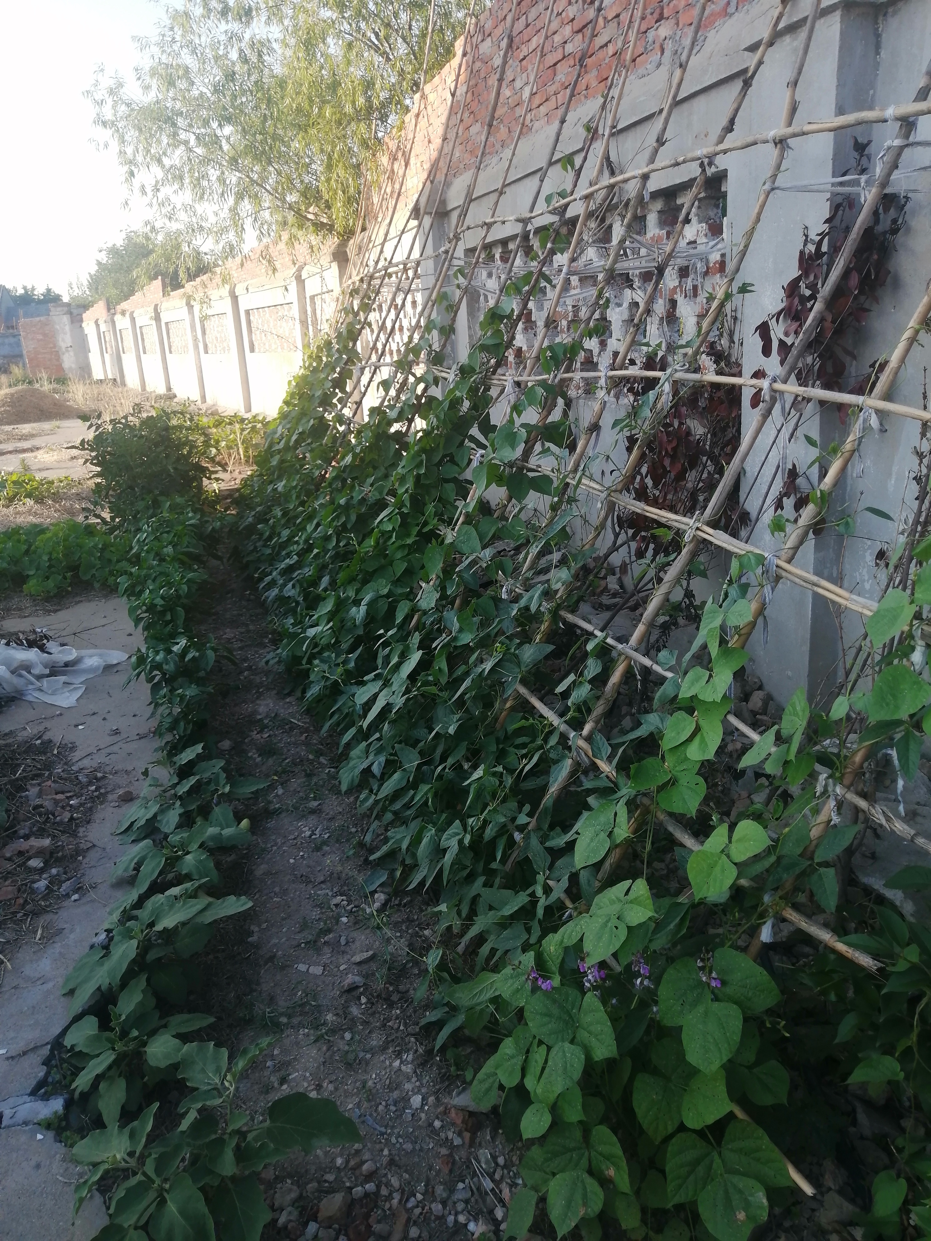豆棚瓜架下有说不完的故事: 过去粮食产量上《纲要》标准是每亩地800