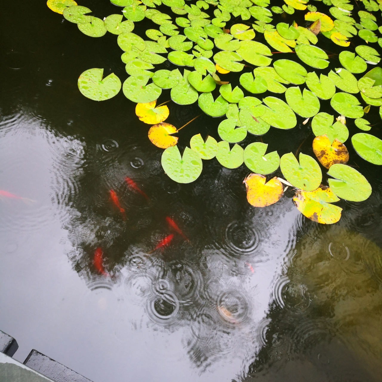 雨后小图片