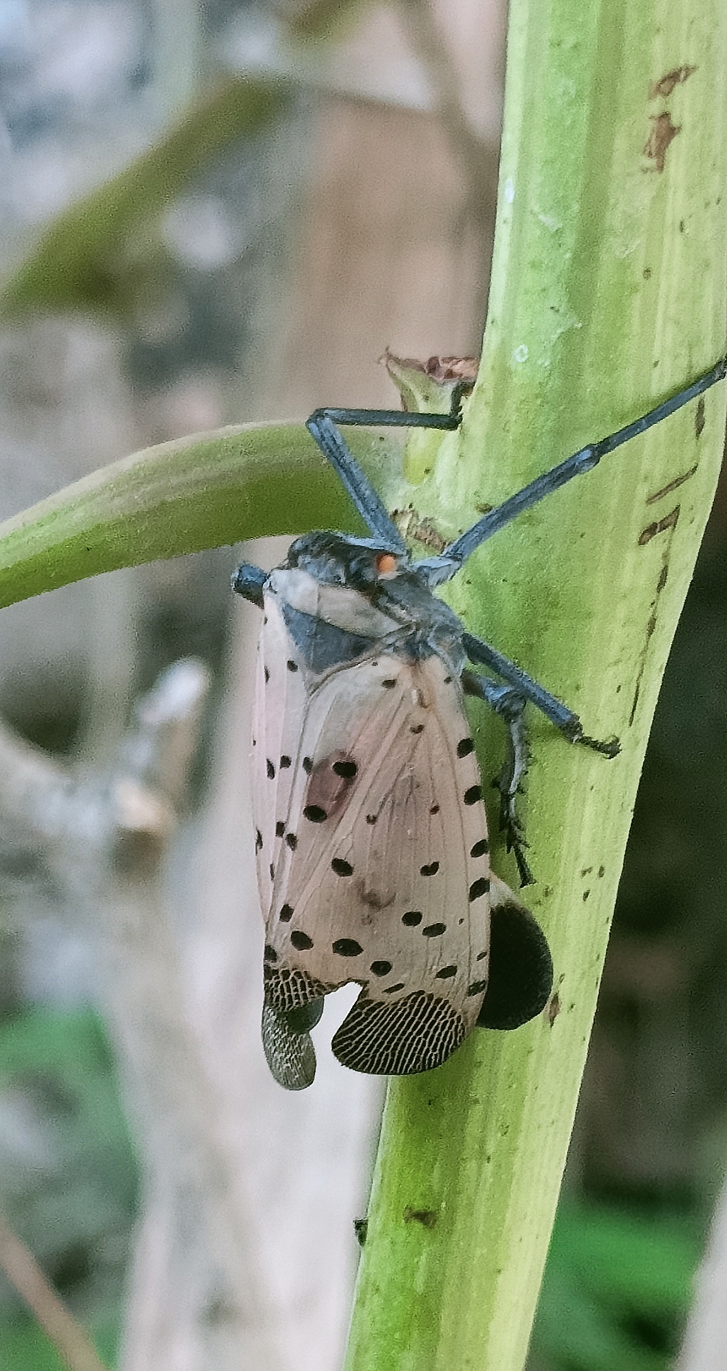 斑衣蜡蝉
