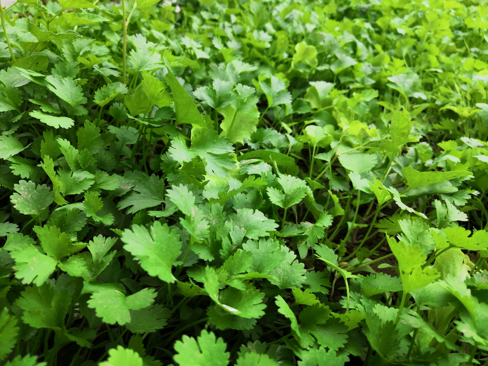 还得是自己种出来的屏保,够绿