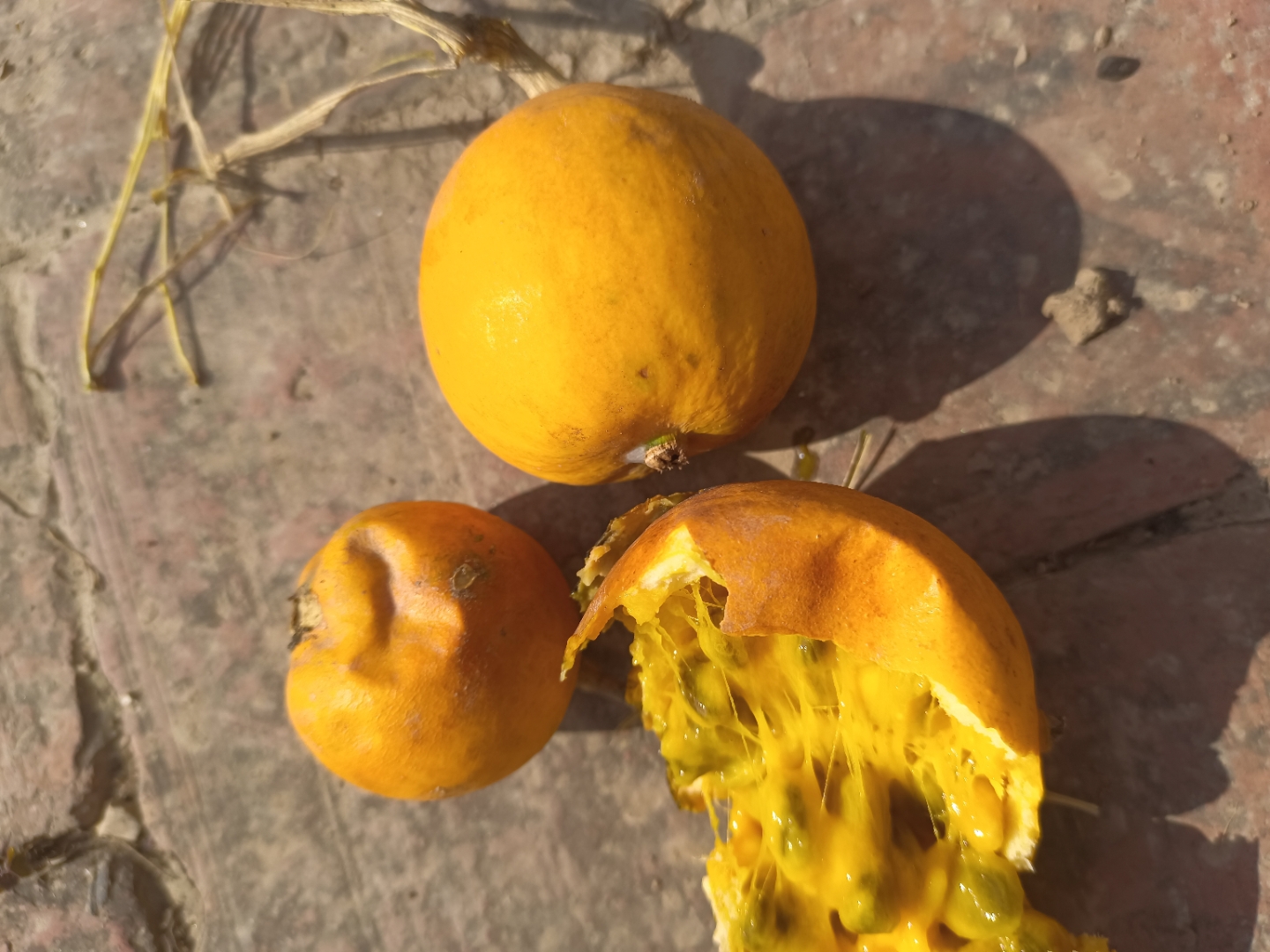 这是什么瓜?野生的