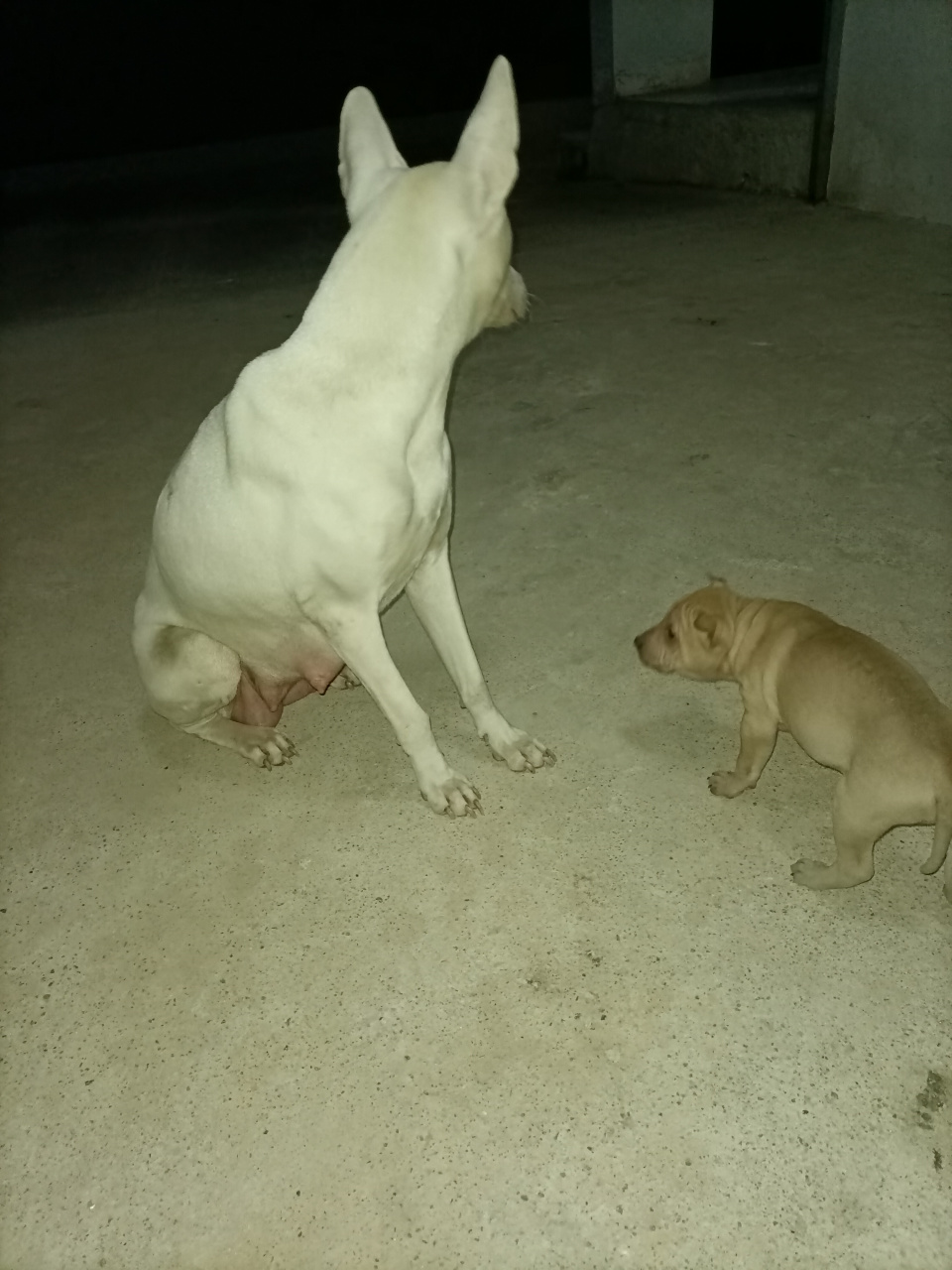 箭毛犬