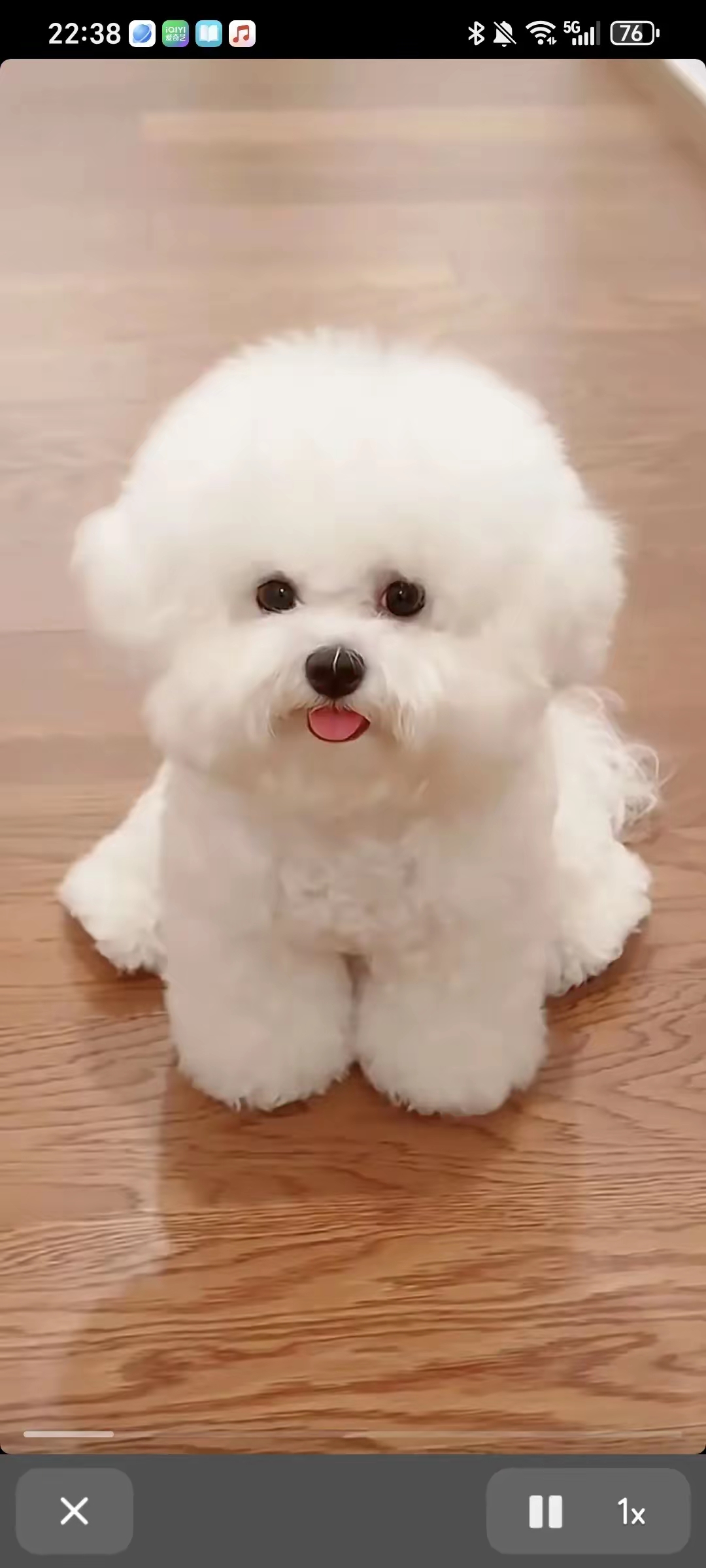 比熊的颜值高,可爱性格还好,但比熊却是弃养率最高的狗