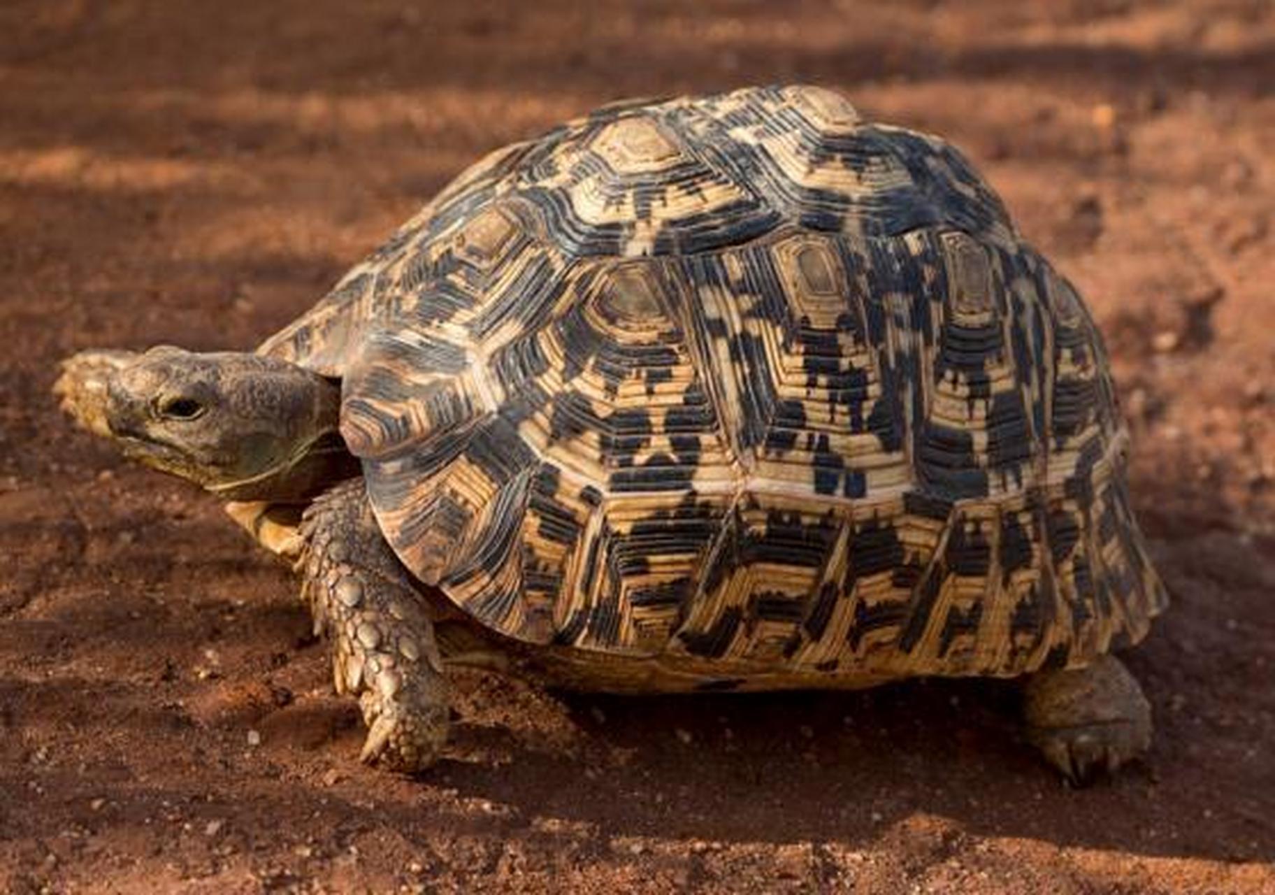 龟# 牢底坐穿龟