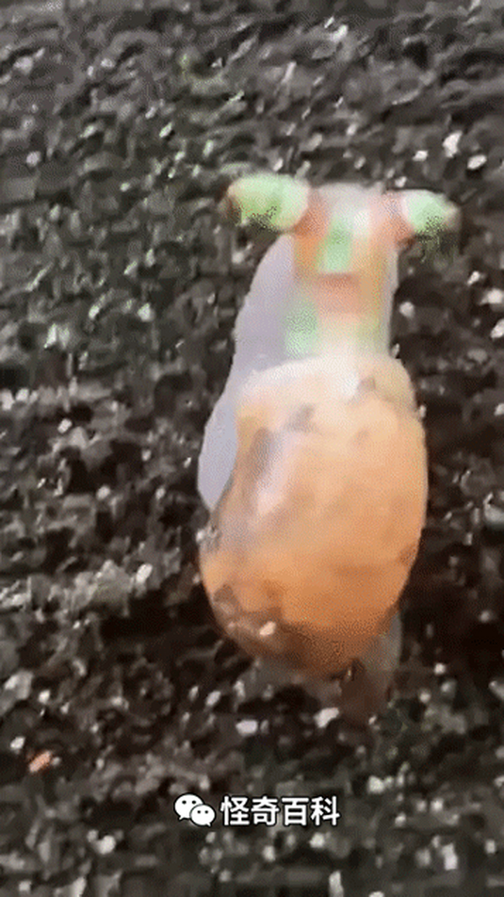 怪 / 物丨双盘吸虫 这些是蜗牛体内的寄生虫:双盘吸虫 它们会模仿毛