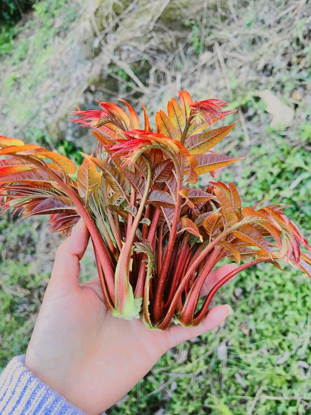 看清楚  这才是香椿芽  别再去把人家得核桃树霍霍了