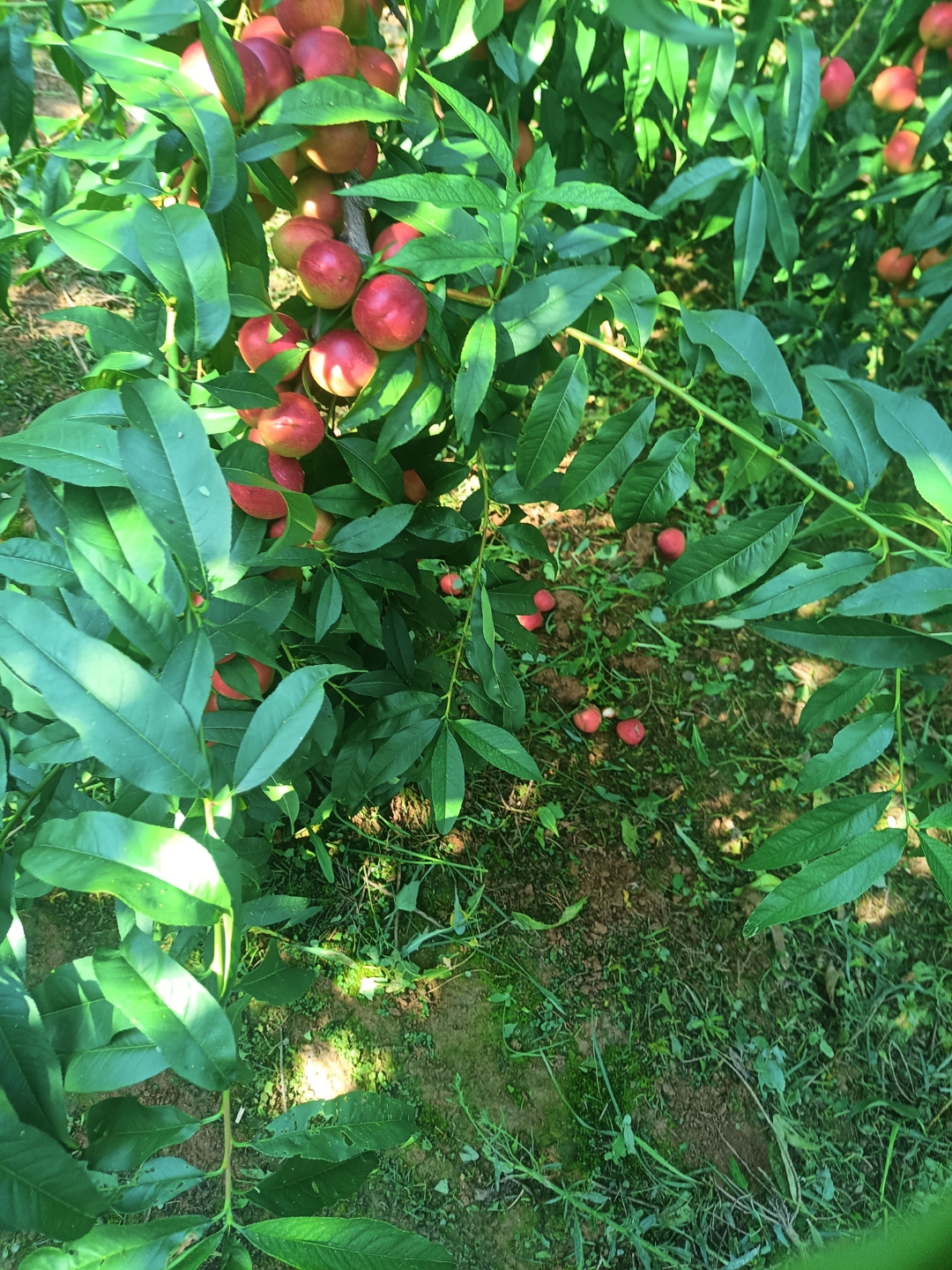 珍珠枣油桃基地欢迎你,可订购