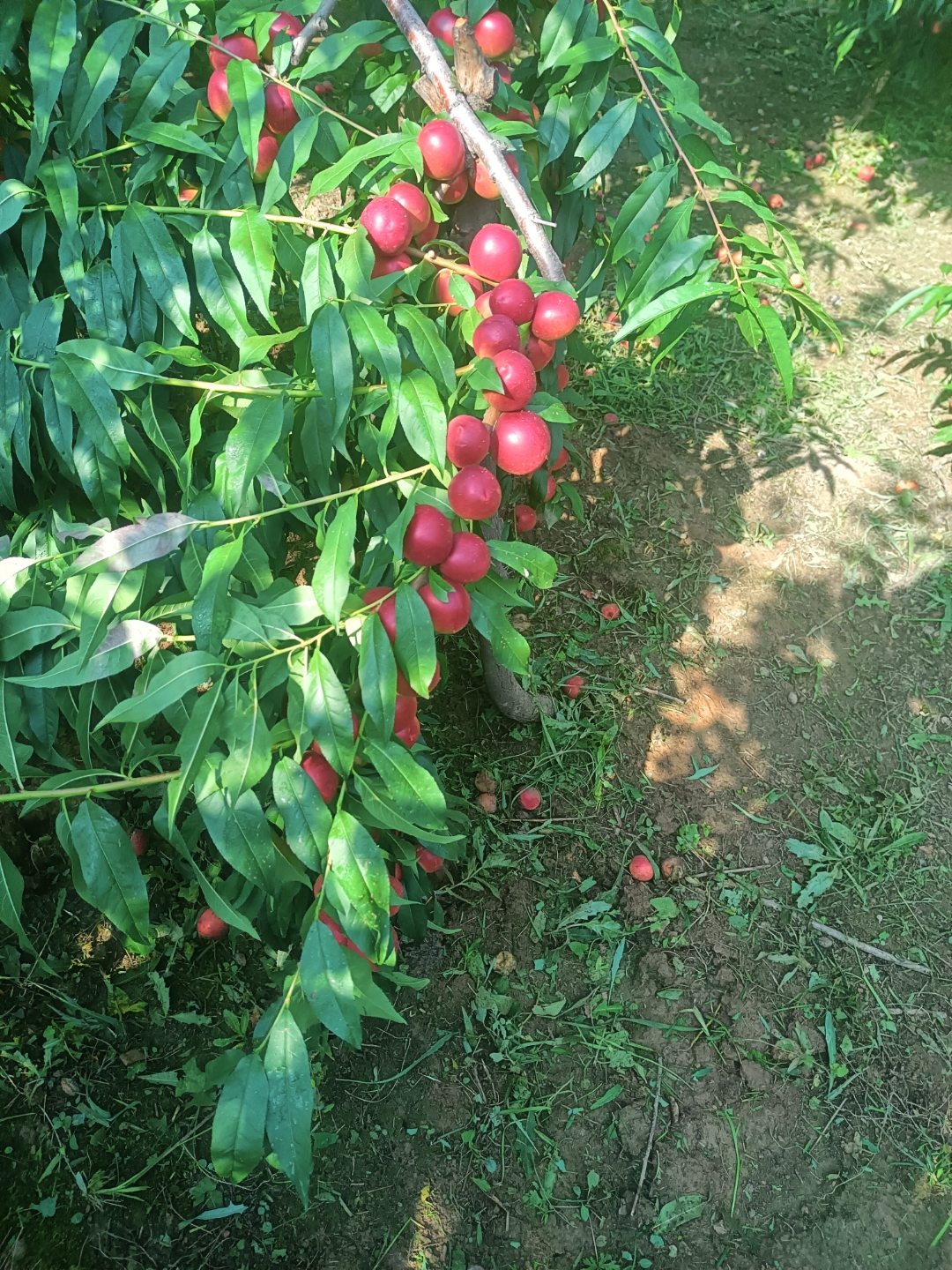 珍珠枣油桃基地欢迎你,可订购