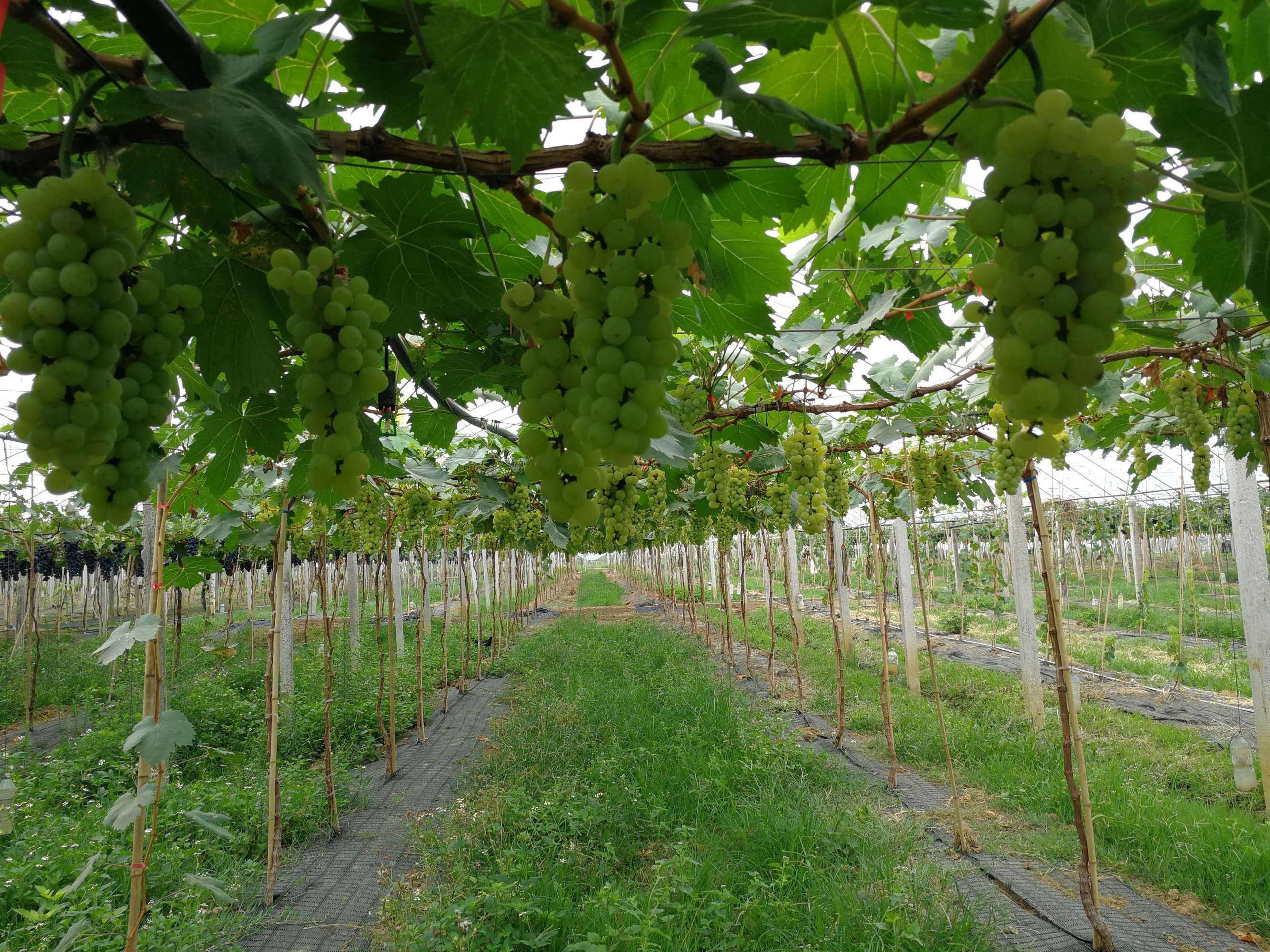 晨香葡萄(7月上旬成熟):又名特早白玫瑰 果粒均匀 香味浓郁 产量高