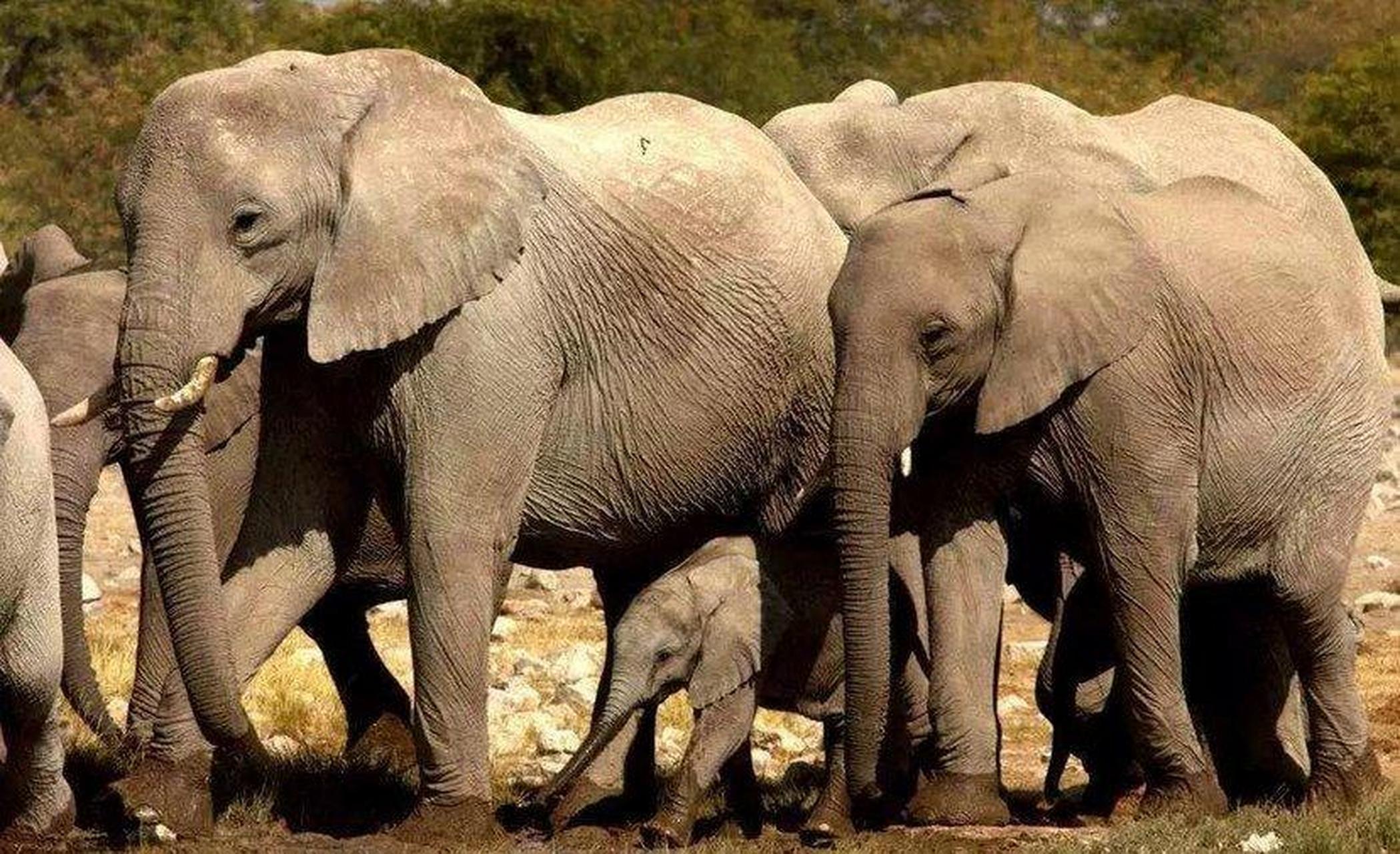 云南"堵象人"4天吃住在车上 为防象群进城入村,云南数百台货车组成堵