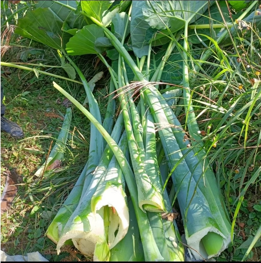 那时去买芋荷酸,总会问一句会不会喉咙痒