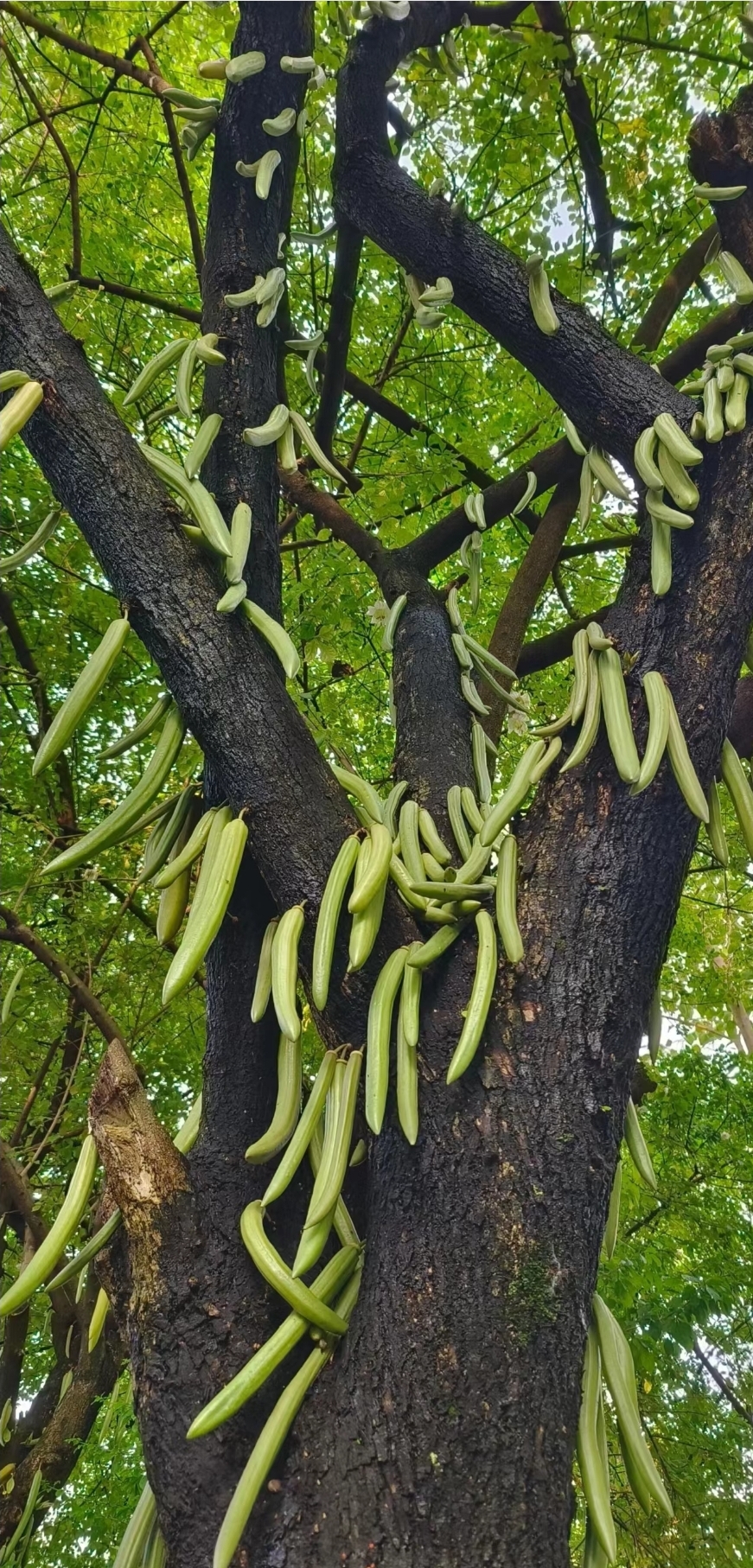 昨天,我头一次看到了蜡烛树.一开始,我还以为是树上长豆角了呢