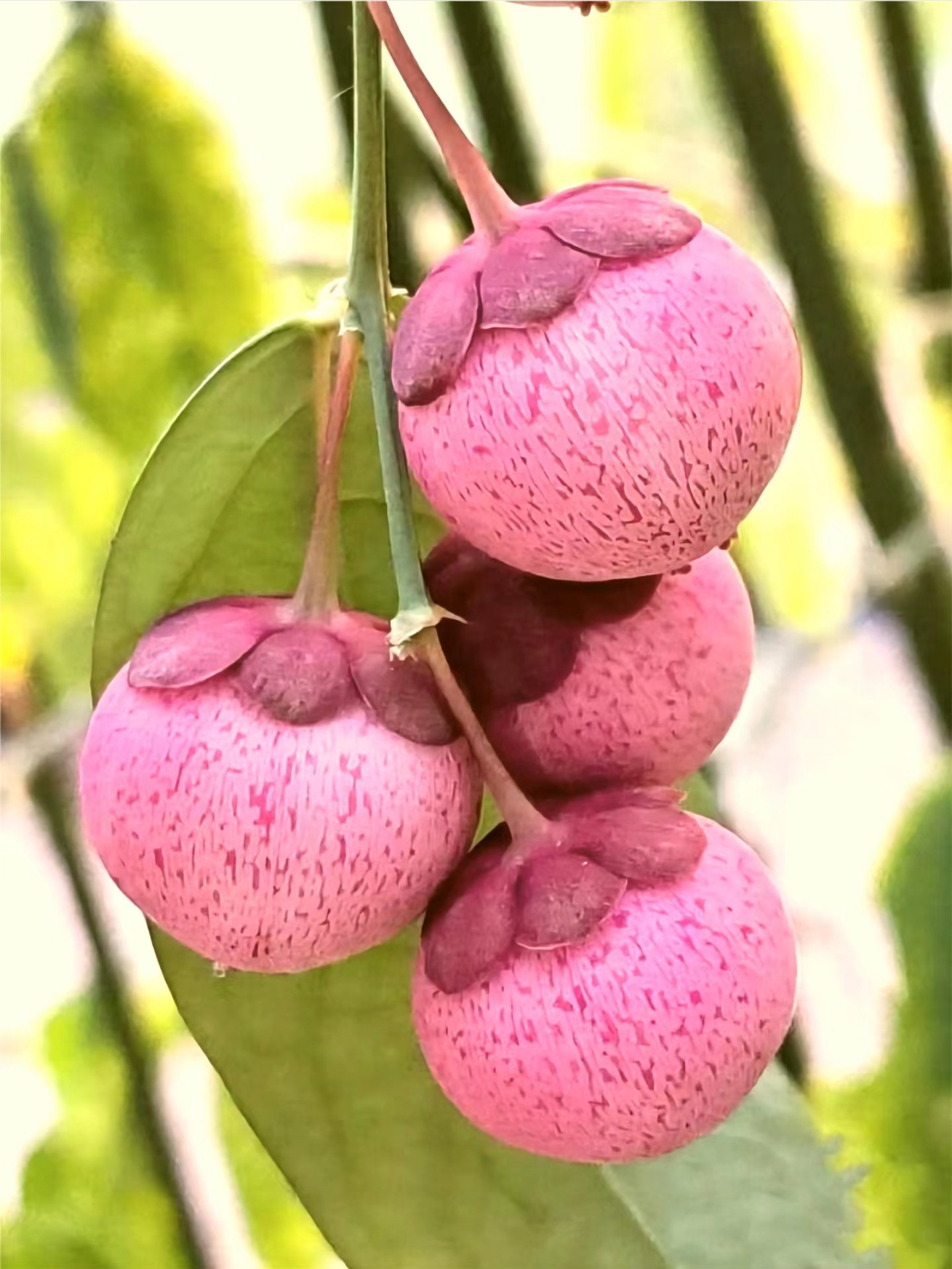 守宫木 南亚和东南亚常绿灌木, 也被作为木本蔬菜食用.