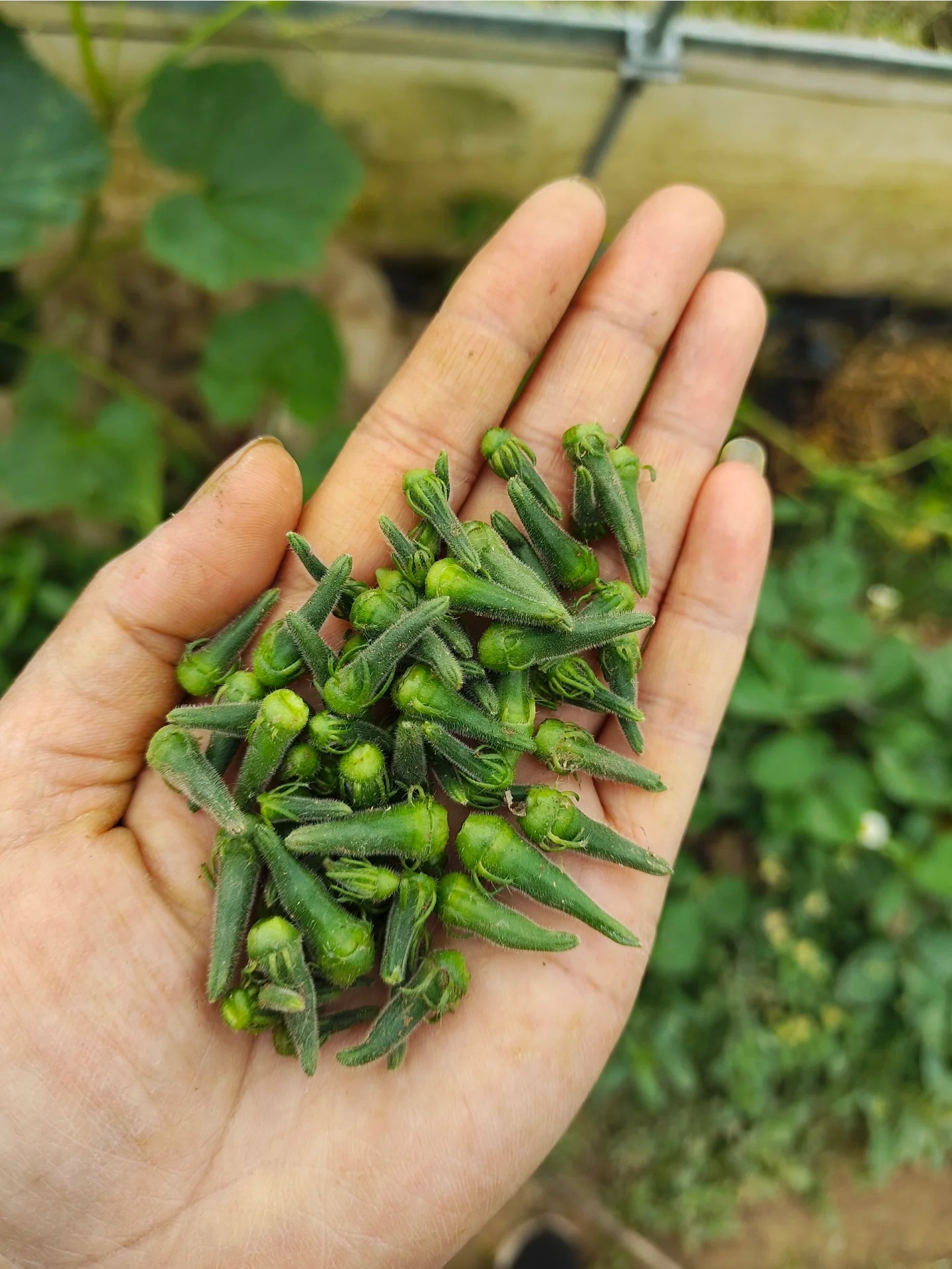 春天头回见秋葵结果,植株还挺小呢