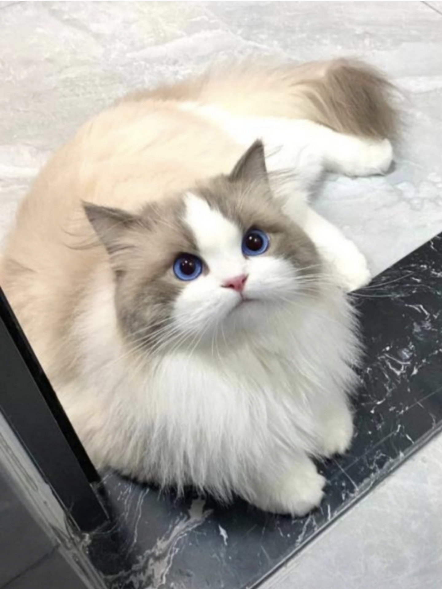 邻居家的老婆马上就要生孩子啦,家里的老人建议她把养的猫送给别人去