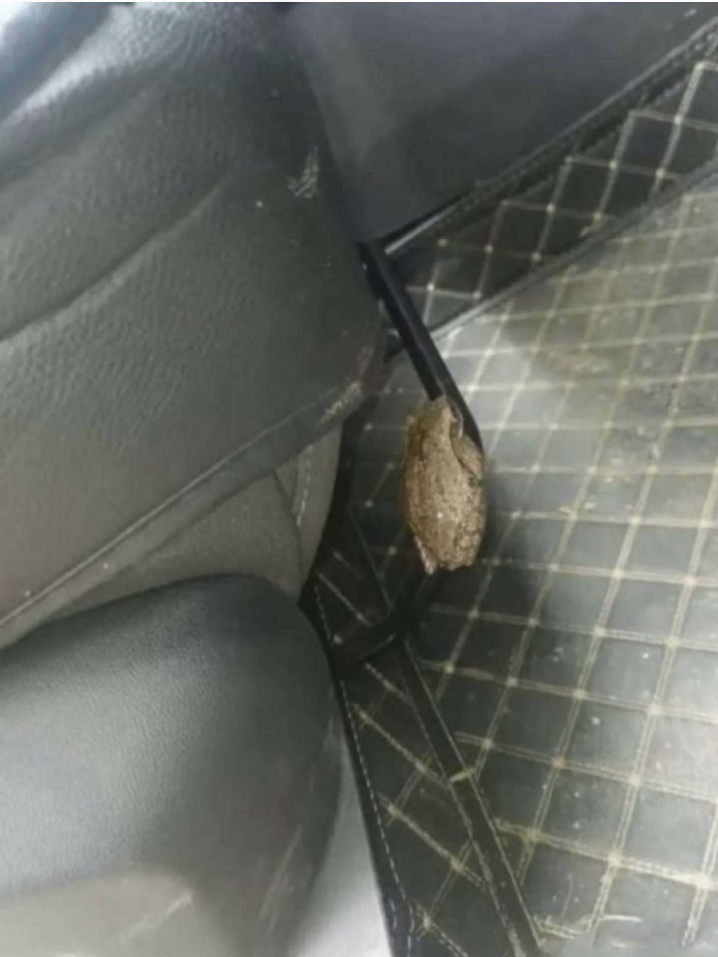 我这脑袋里一团乱麻,一点头绪都没有,上班都要迟到 翻车车虫子图片车