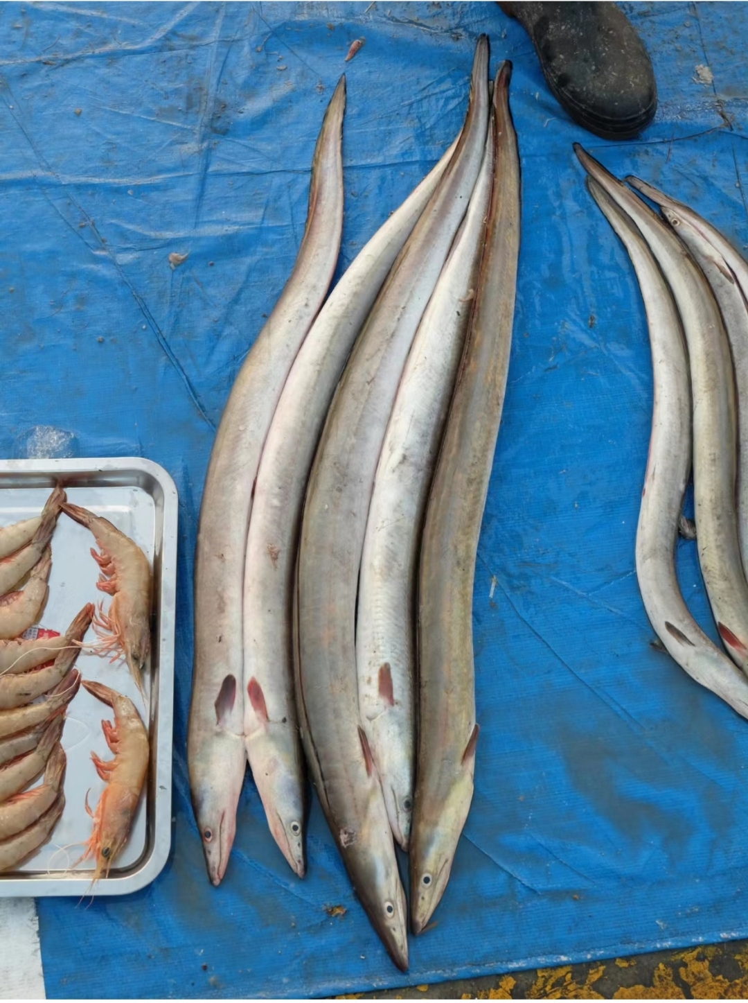 勾鱼尖嘴海鱼的种类图片常见多刺海鱼尖嘴鳗鱼图片淡水尖嘴鱼图片大全