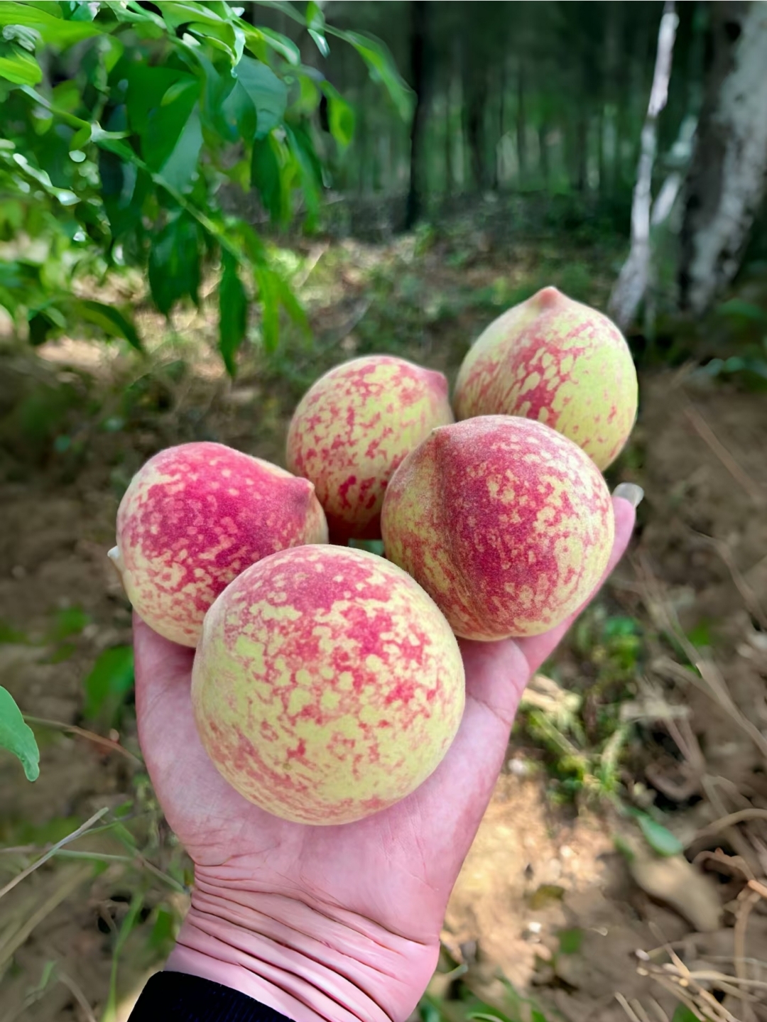 等了一整年的脆桃子终于上市啦!