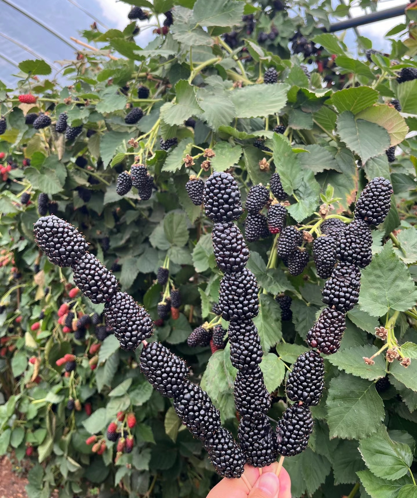 大黑莓!果子很大.