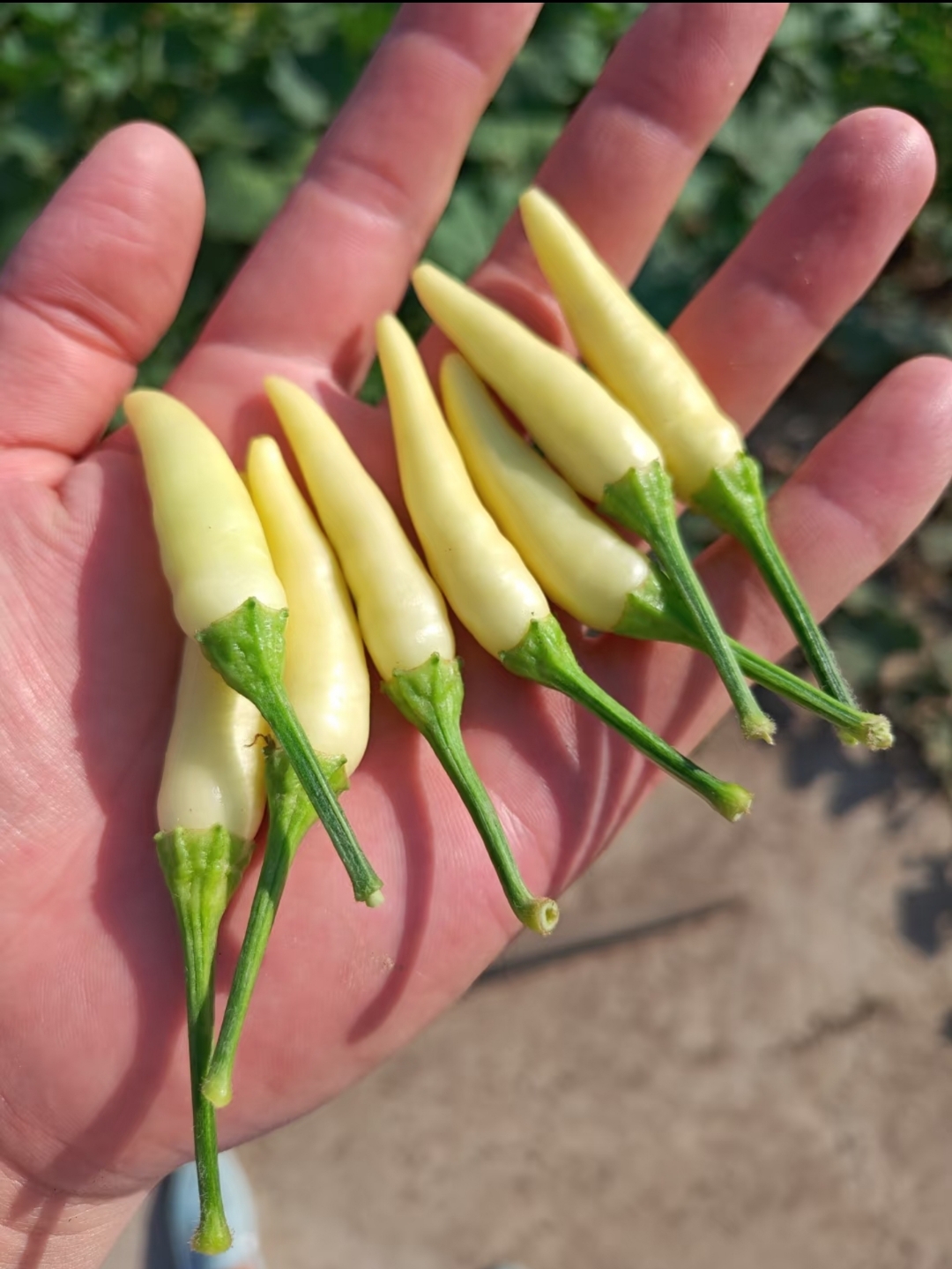 这辣椒通体雪白,表皮光滑泛着微光,形状细长微弯,顶端带着嫩绿的小尖