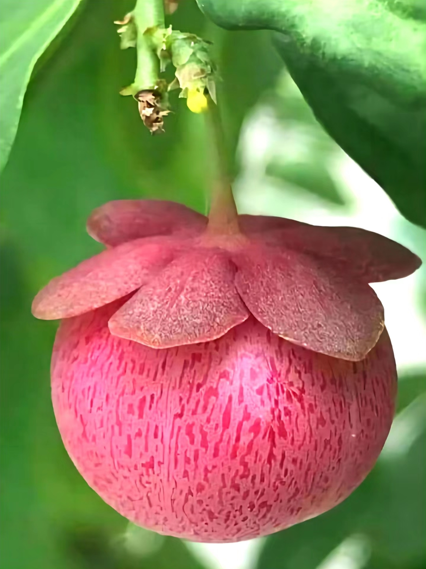 嫩枝和嫩叶可作蔬菜食用, 营养价值高于常见的蔬菜