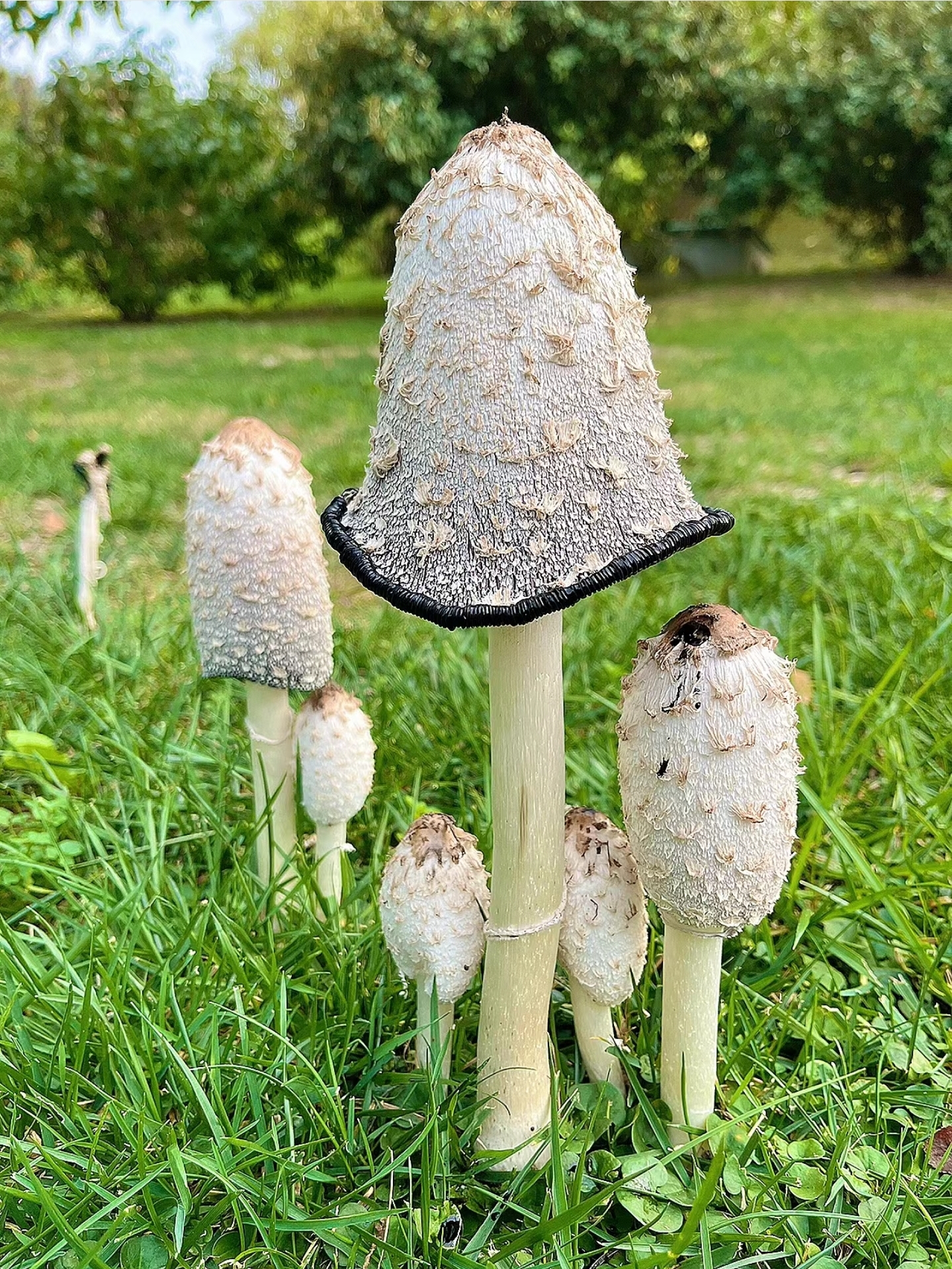 毛头鬼伞,也是鸡腿菇,年轻的时候(右下角那些小的),没开伞且没变黑的