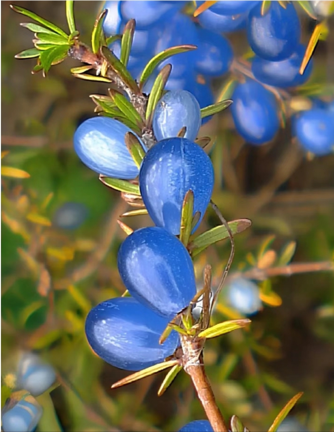它那柔弱的枝条上,结出了一串串蓝冰色的果实
