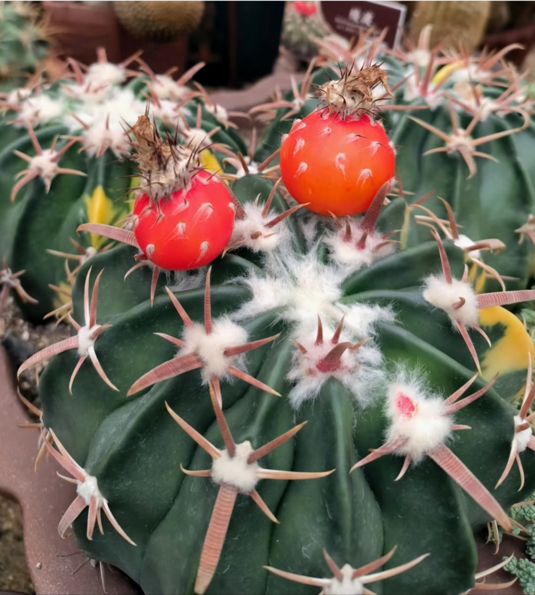 浑圆的仙人球表面,两枚鲜艳的果实如灯笼般悄然长出