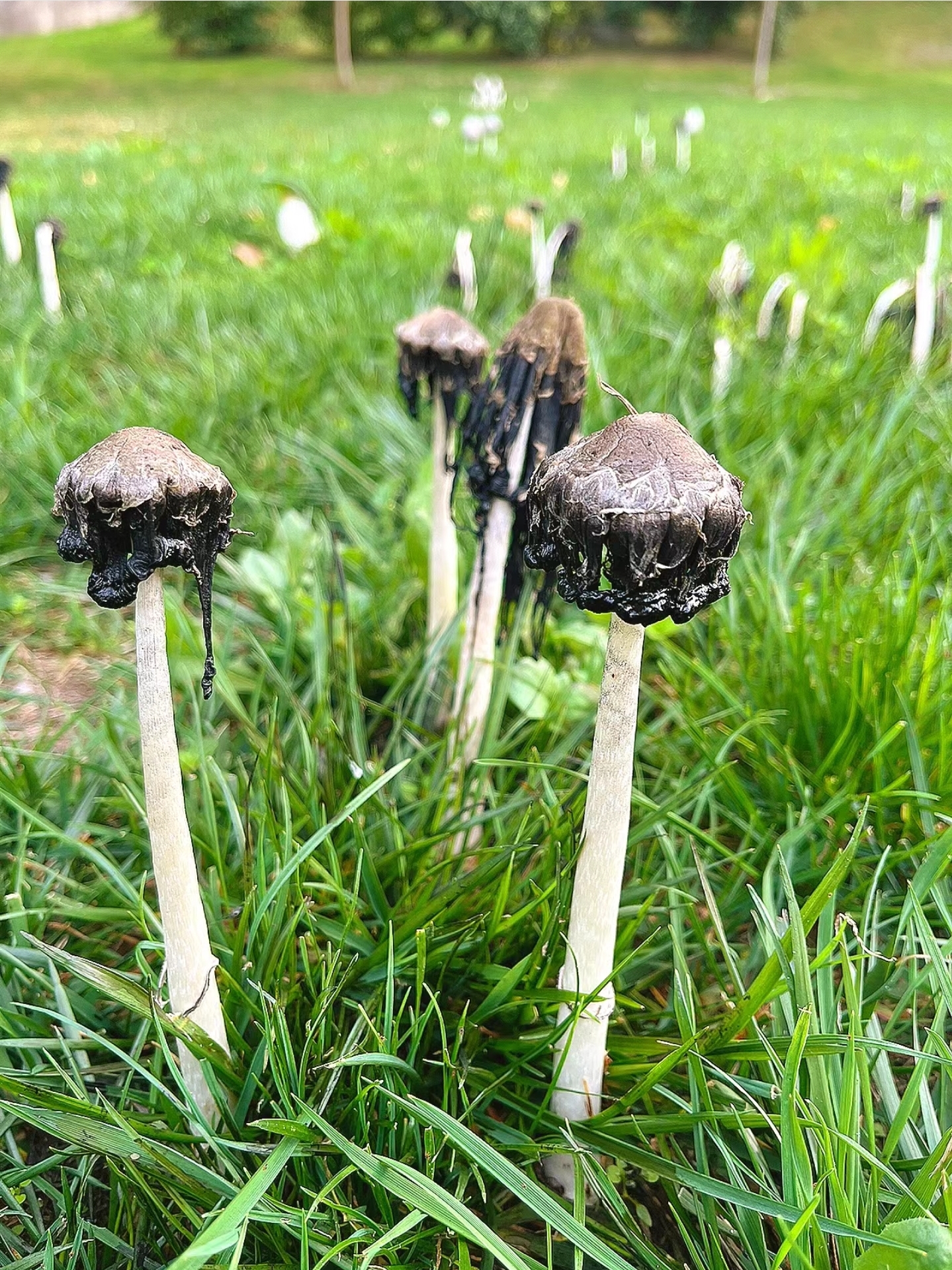 毛头鬼伞,也是鸡腿菇,年轻的时候(右下角那些小的),没开伞且没变黑的
