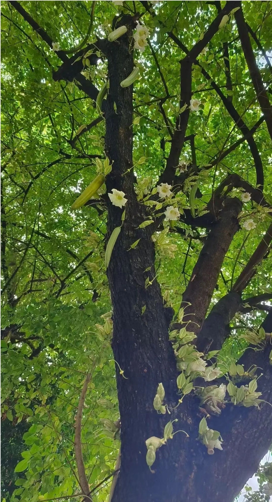 蜡烛树是紫葳科的一种植物.你可能会惊讶地发现,它竟然能吃