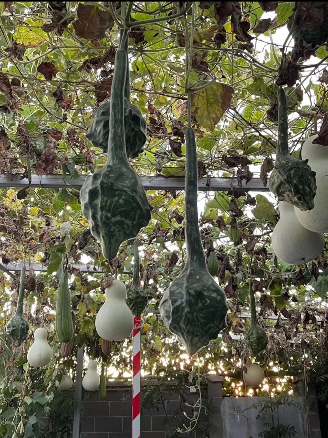 鹤首葫芦是一年生攀缘草本植物,也是极为奇特的观赏葫芦品种
