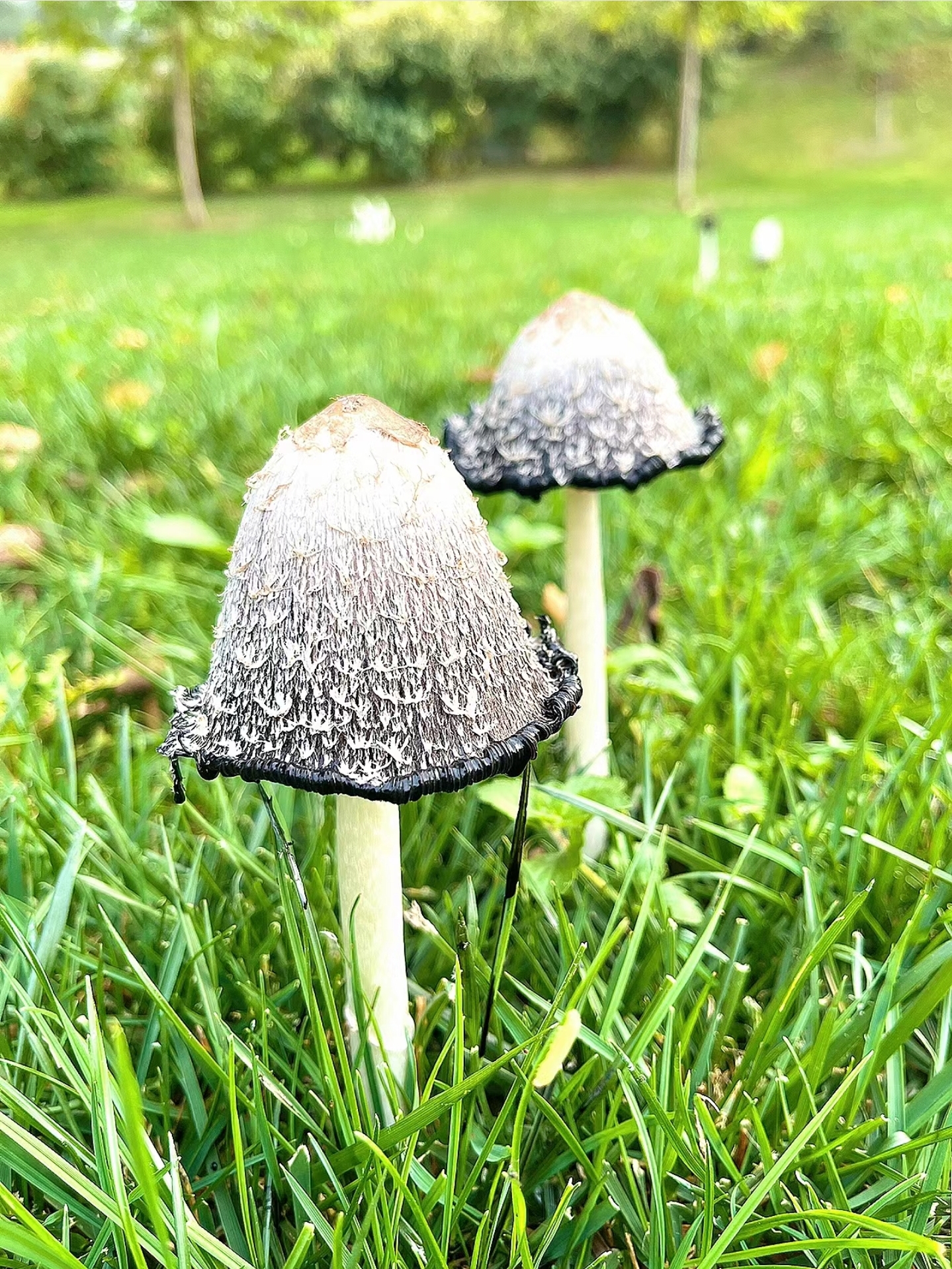 毛头鬼伞,也是鸡腿菇,年轻的时候(右下角那些小的),没开伞且没变黑的