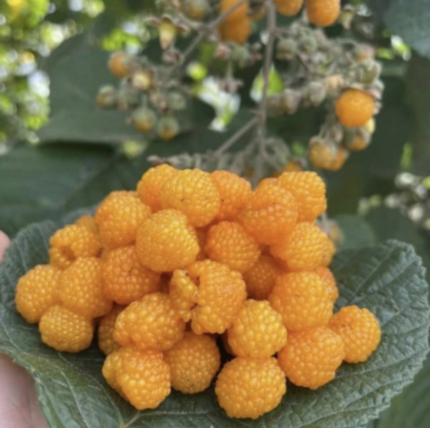 长的白色圆果子野菜果子农村自然生长的菜豆腐菜的果实各种野菜图片