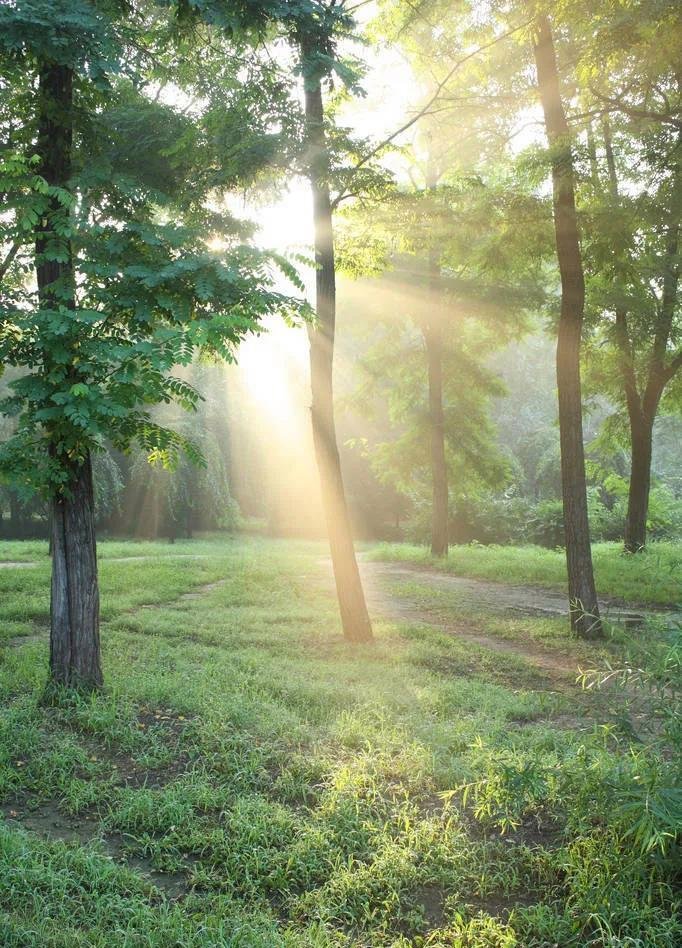 阳光下的树林图片林间清晨风景图片树林里的露水总会在某个清晨悄悄照