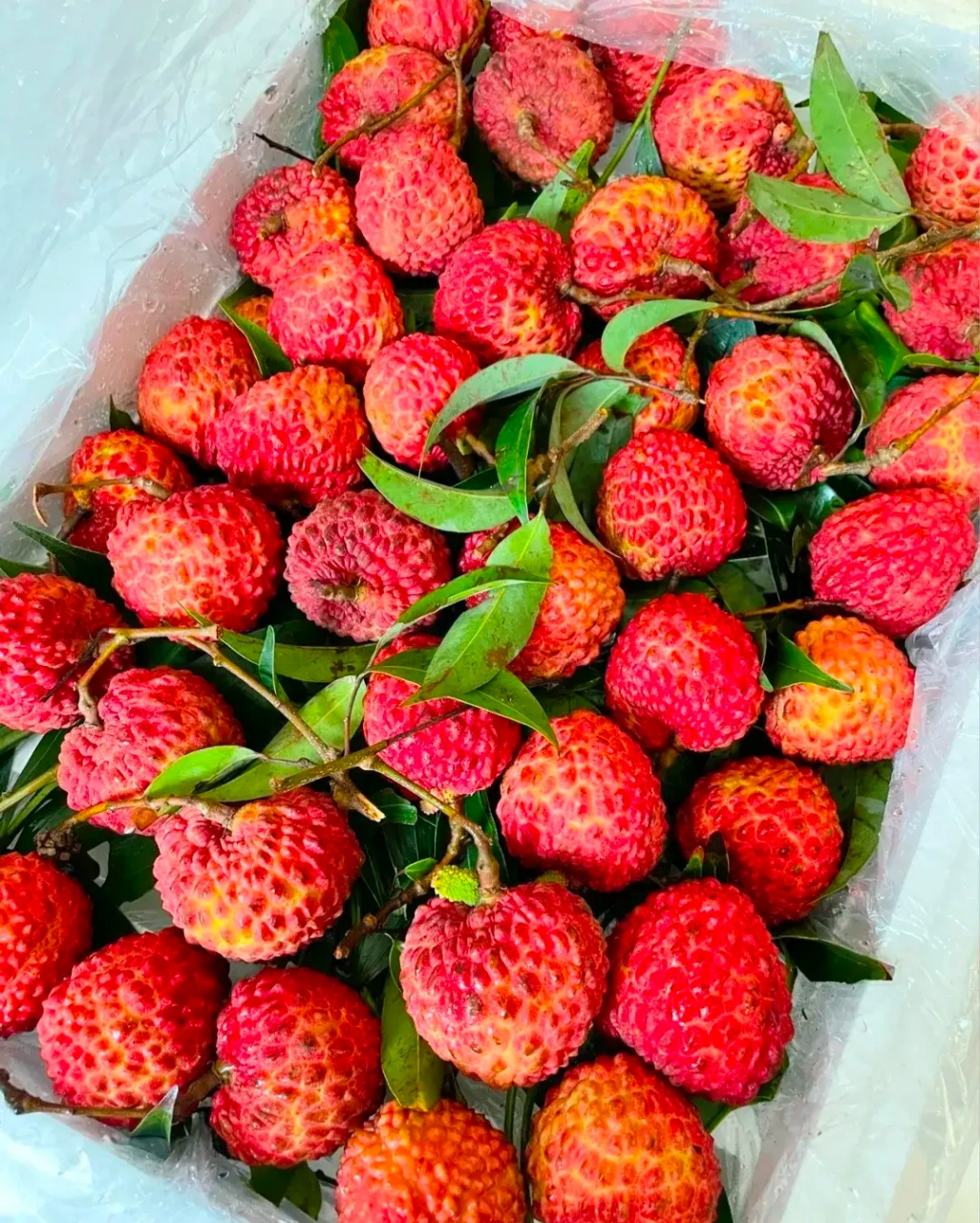 大姑姐来家里, 买了一箱荔枝, 进门就说,又花了她小二百.