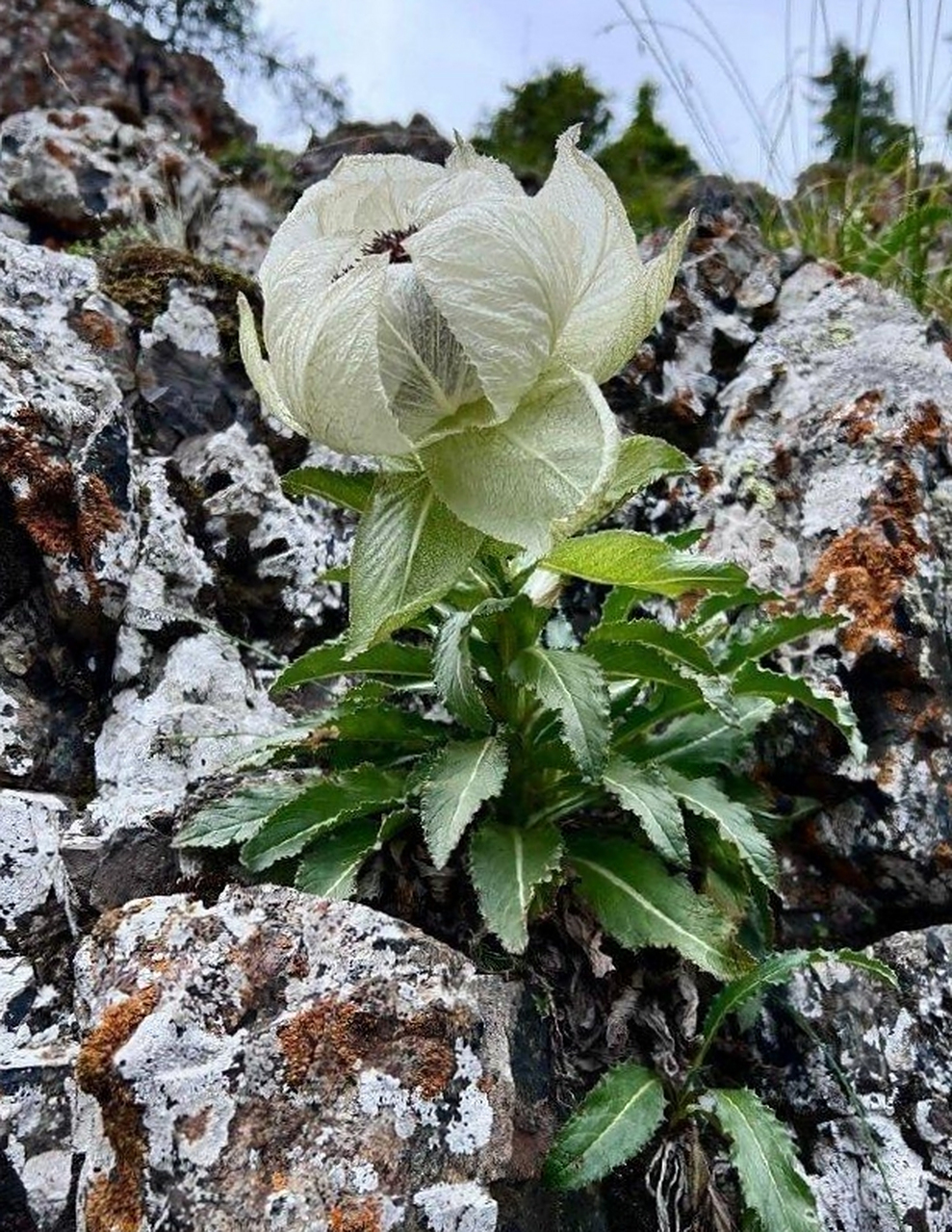据说在海拔高的雪里长的才叫雪莲,这种海拔低的叫石莲