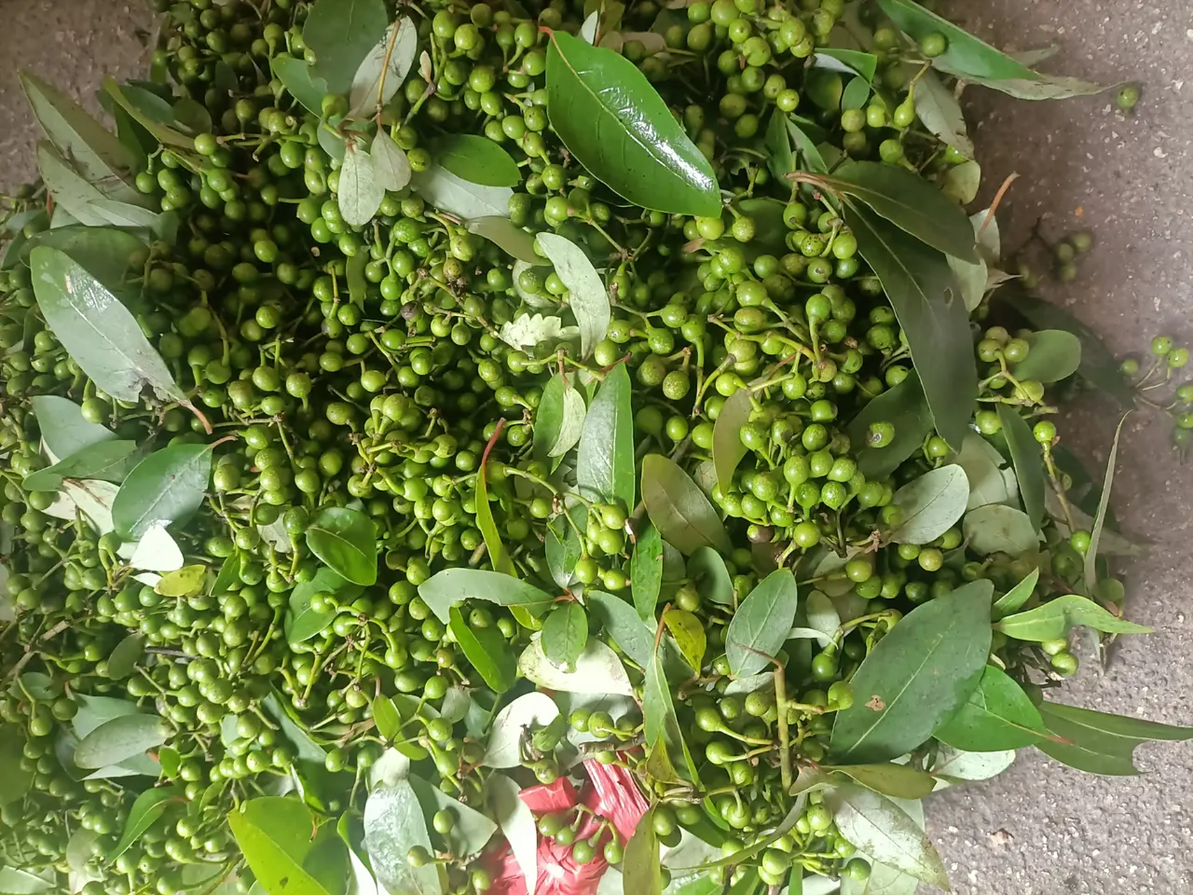 不知道其他地方叫什么,我们这里叫香叶籽,你们那里叫什么?