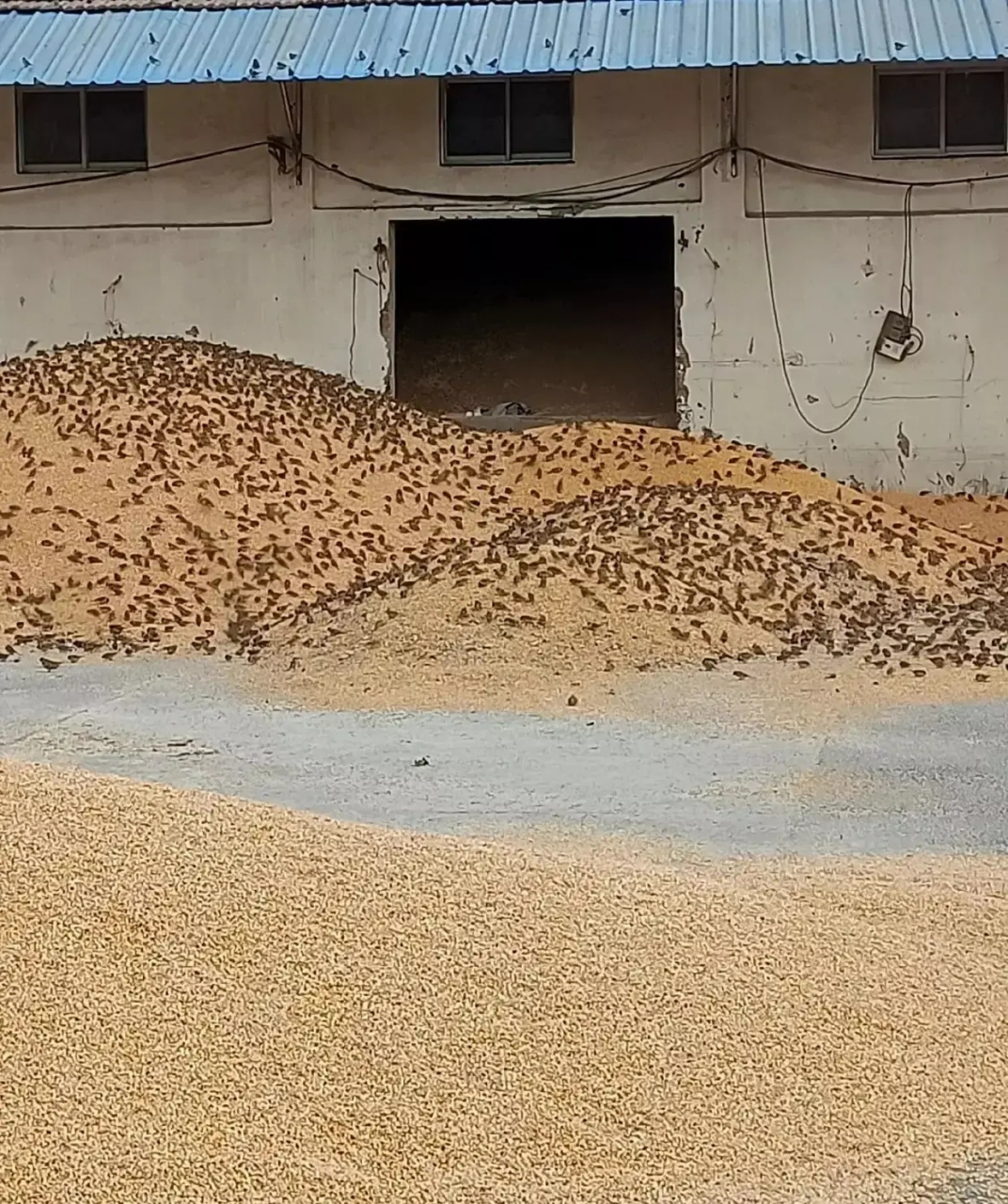 这些可恶的家伙!粮食都给我吃了快一半了