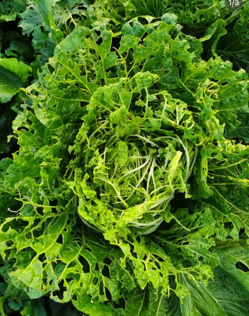 种什么菜不用打农药(种什么菜不用打农药了)