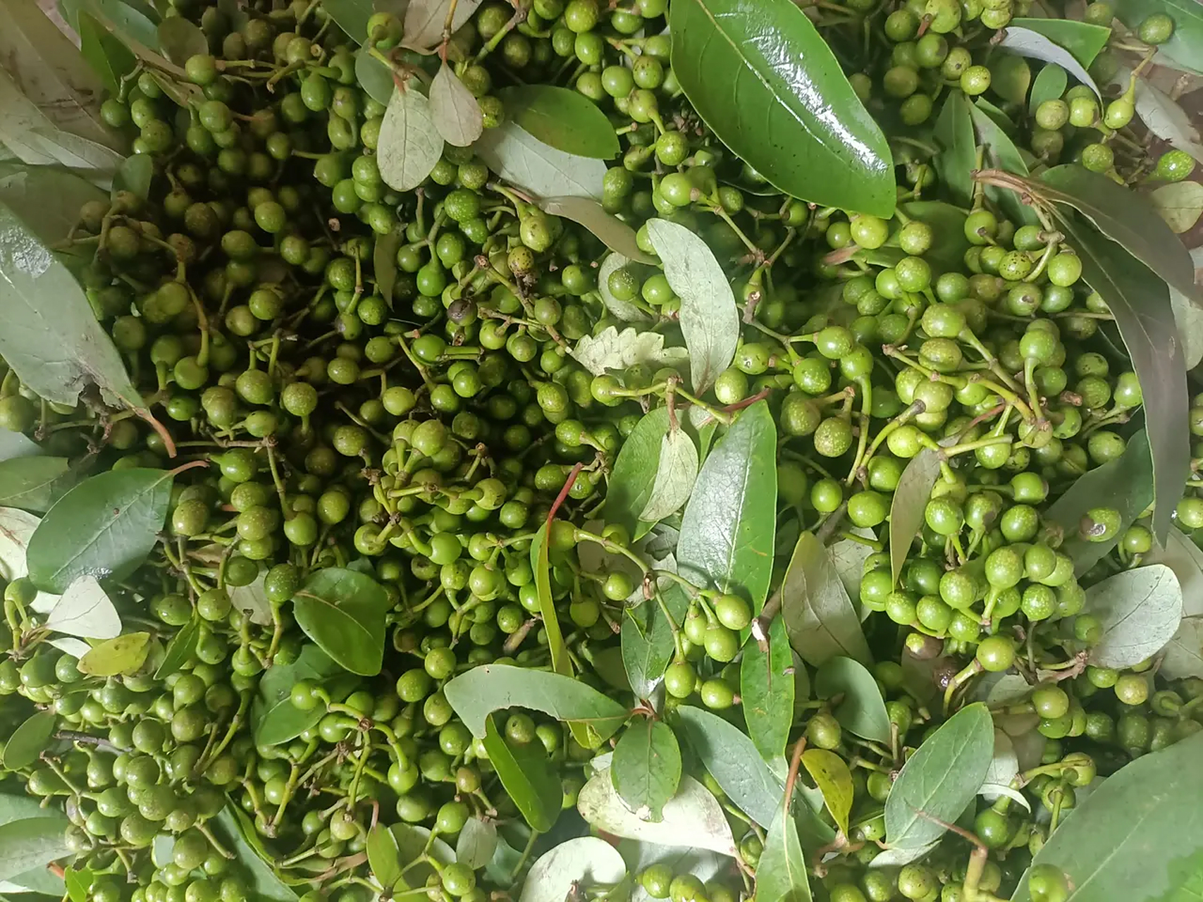 不知道其他地方叫什么,我们这里叫香叶籽,你们那里叫什么?