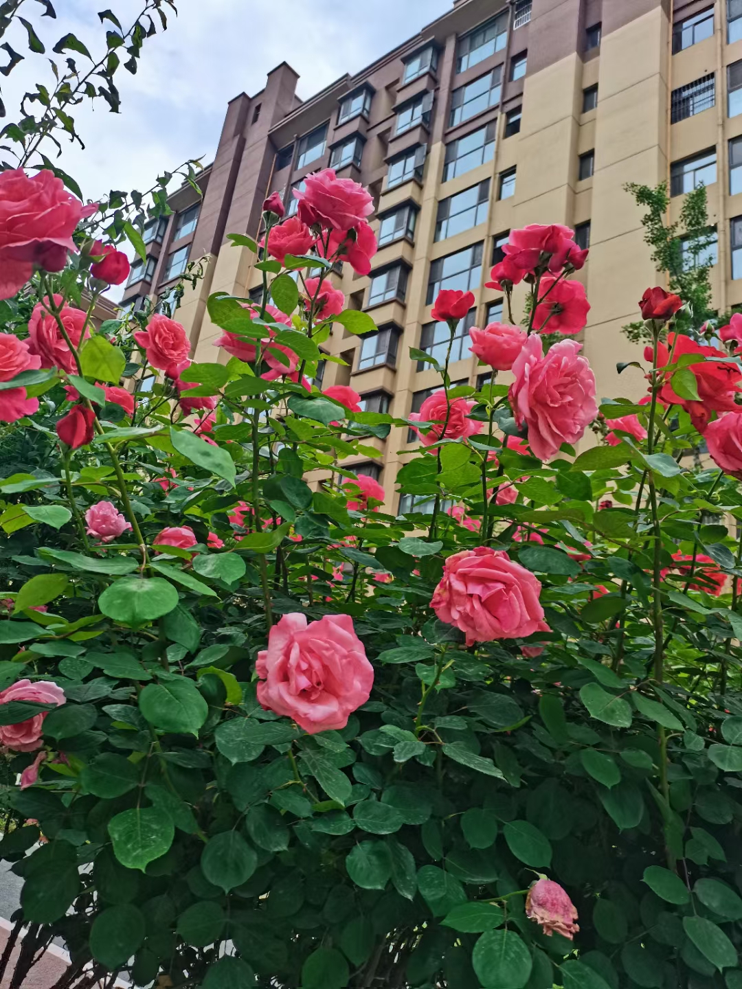 庆华·茶乡水城--- 岁月浅浅,余生漫漫 予一半烟火谋生活 许一半