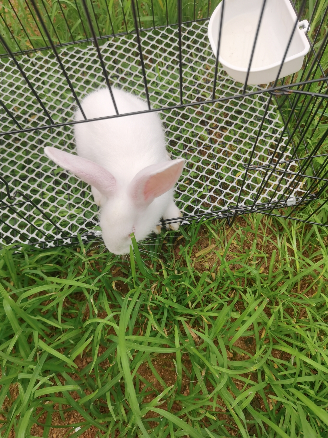 兔子小跳跳, 毛皮软绵绵. 爱吃萝卜爱, 晒太阳暖和.