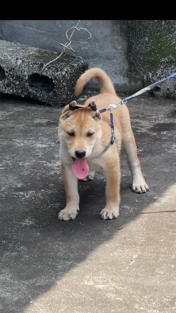 极品小黄公,花舌头,背上有剑毛