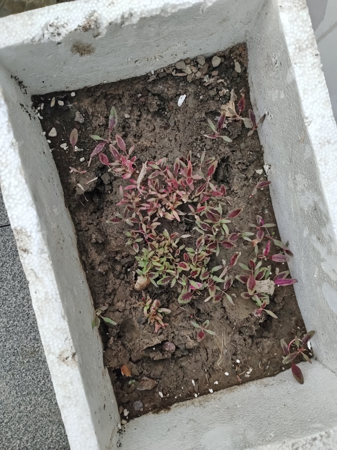 "五一"回老家带来了一些红苋菜的种子,然后在盆里播种了,两周后居然全