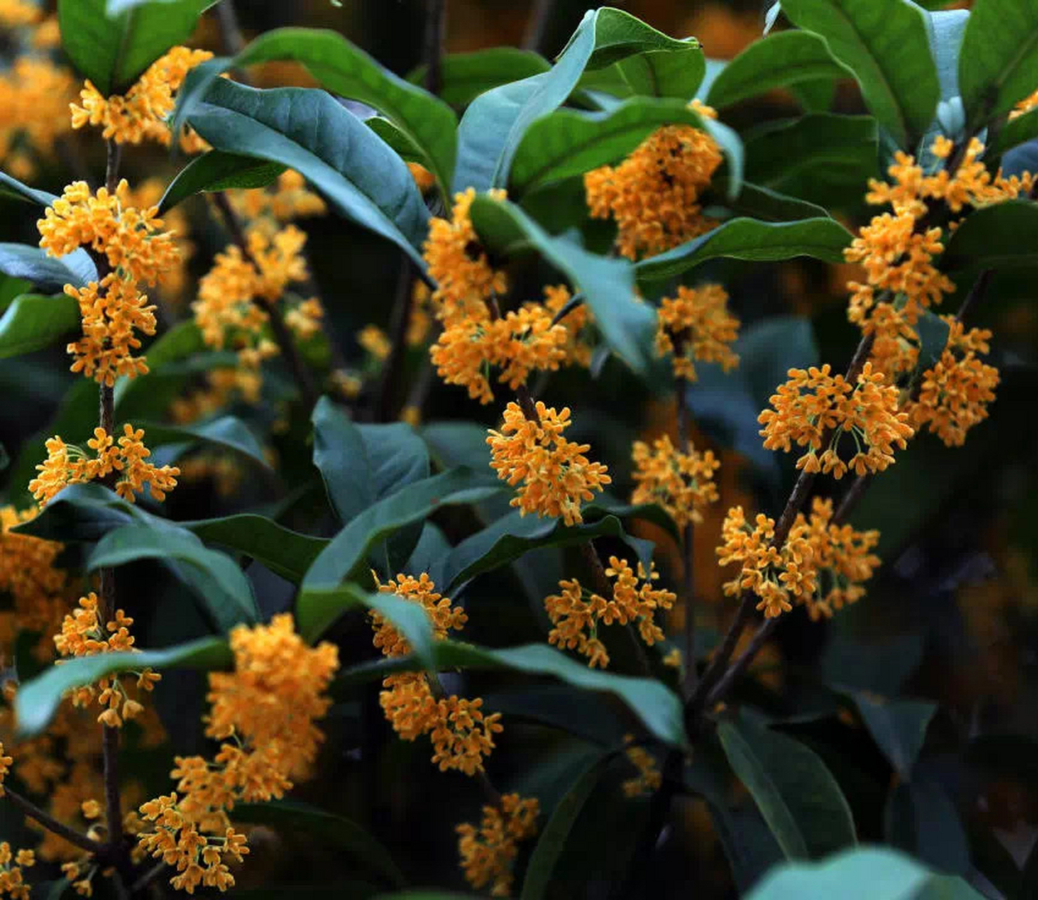 一轮秋影转金波